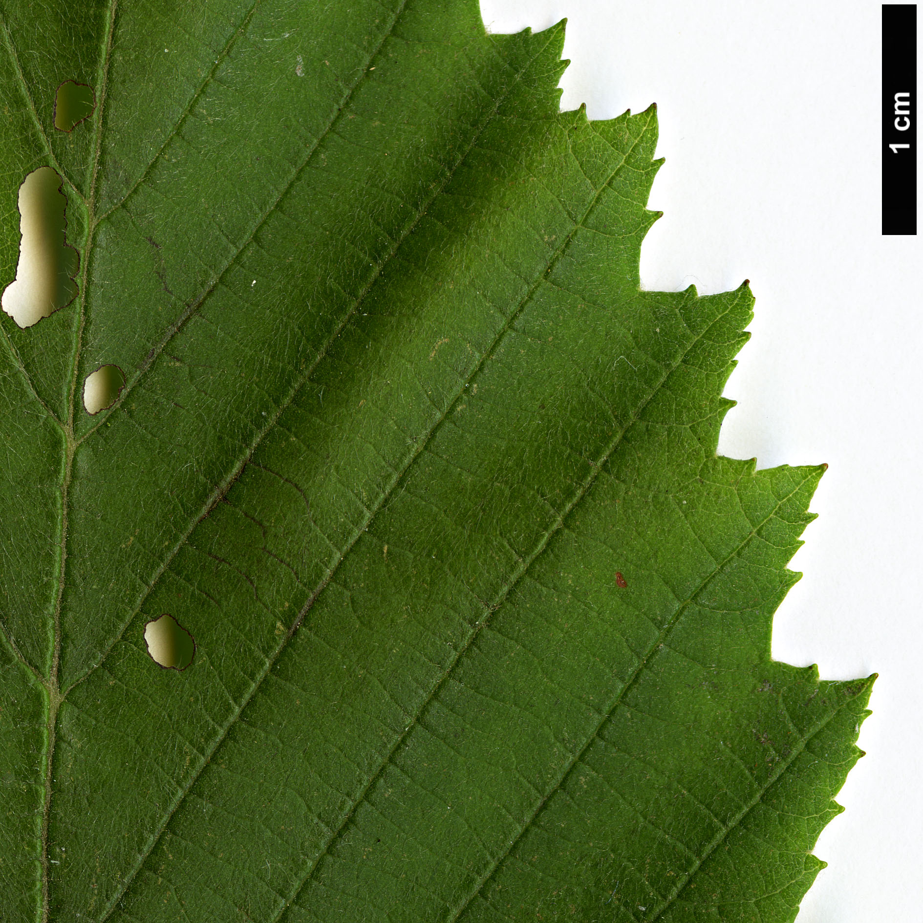 High resolution image: Family: Betulaceae - Genus: Alnus - Taxon: incana