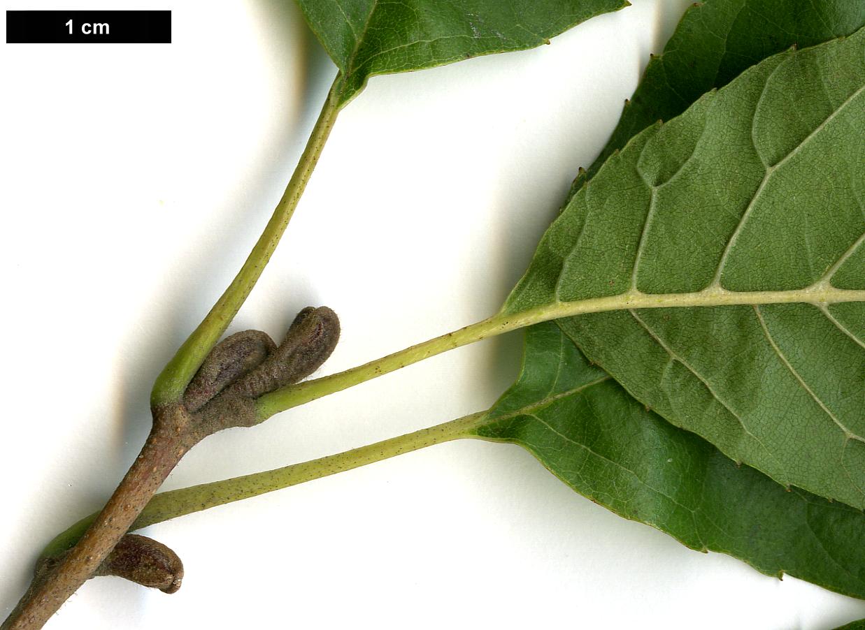High resolution image: Family: Betulaceae - Genus: Alnus - Taxon: japonica