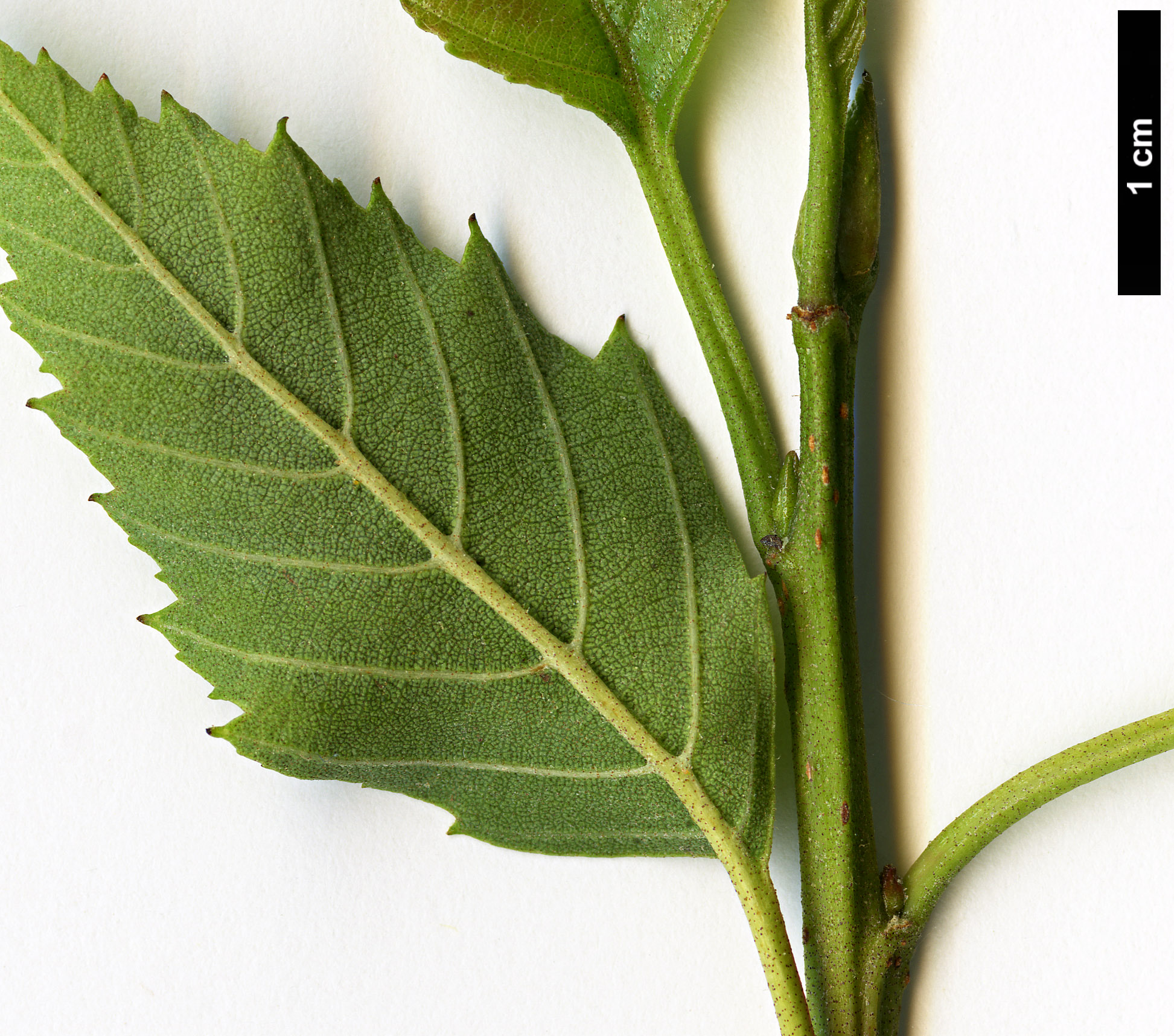 High resolution image: Family: Betulaceae - Genus: Alnus - Taxon: jorullensis