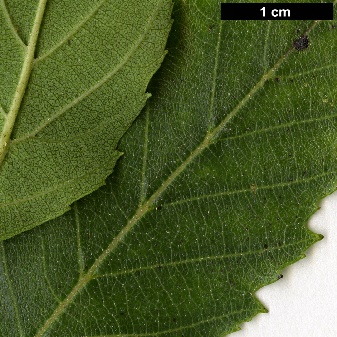 High resolution image: Family: Betulaceae - Genus: Alnus - Taxon: jorullensis