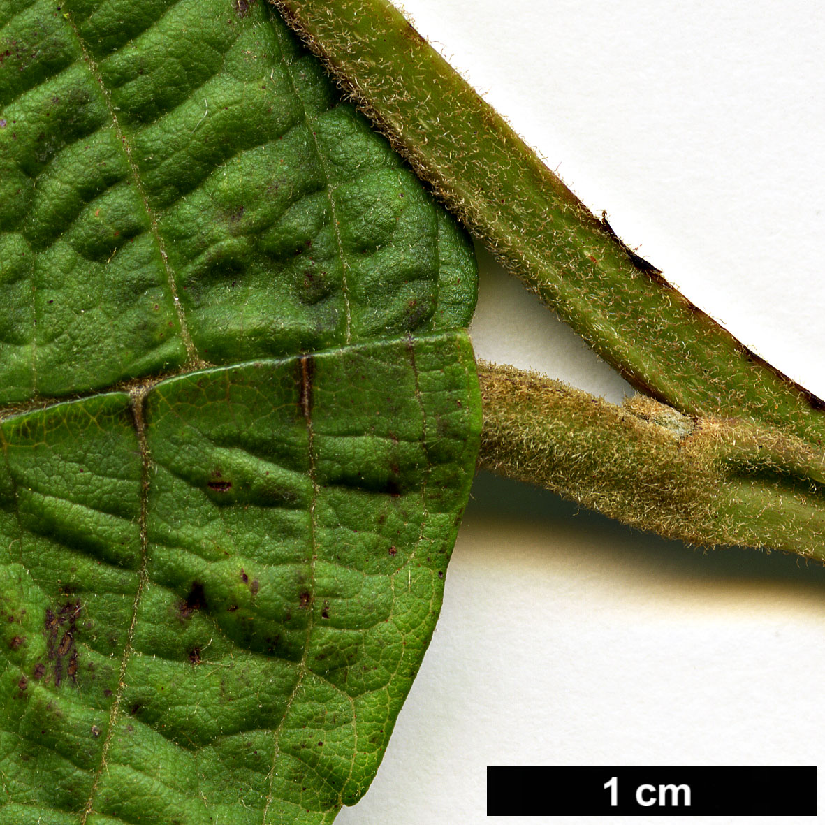 High resolution image: Family: Betulaceae - Genus: Alnus - Taxon: lanata