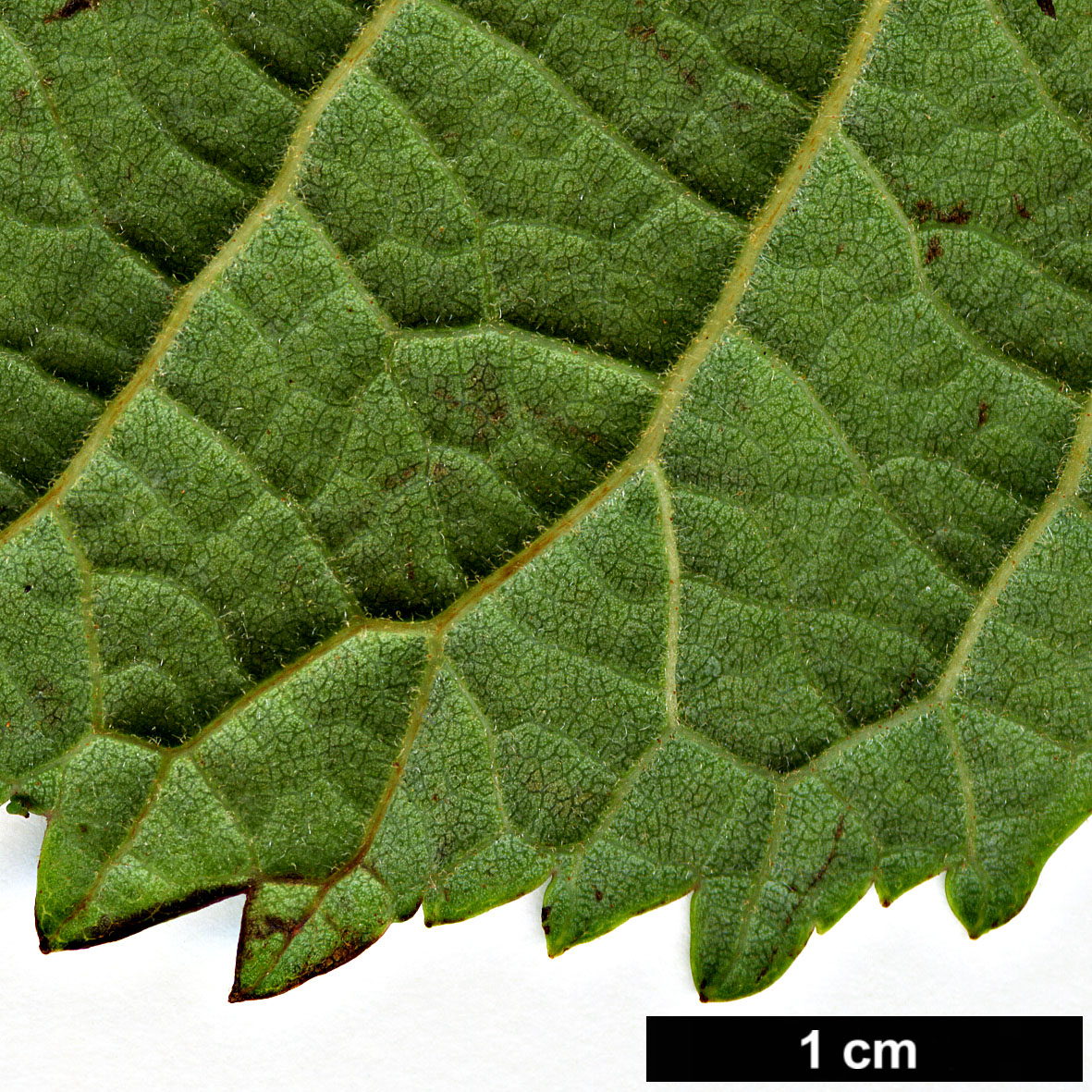 High resolution image: Family: Betulaceae - Genus: Alnus - Taxon: lanata