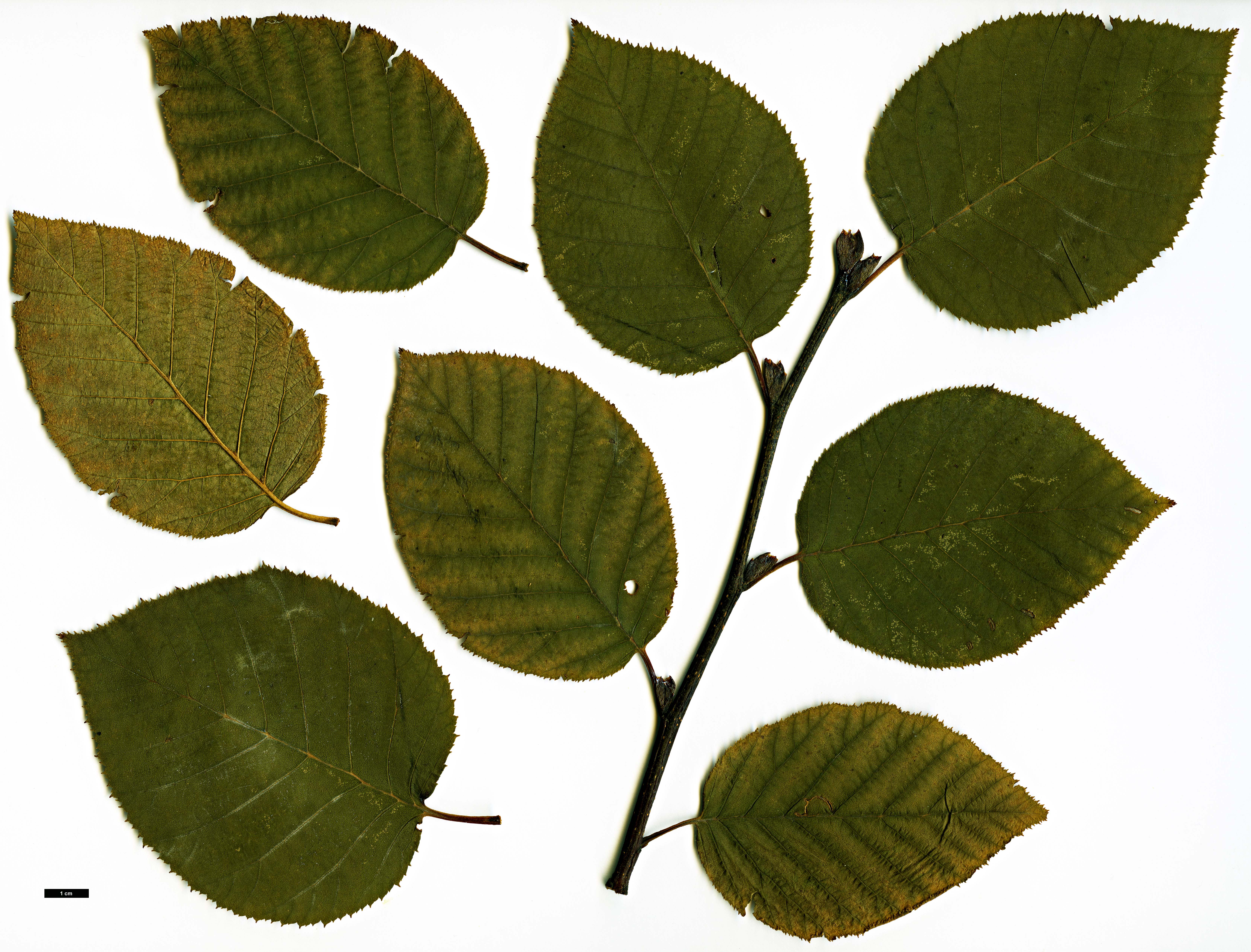 High resolution image: Family: Betulaceae - Genus: Alnus - Taxon: mandshurica