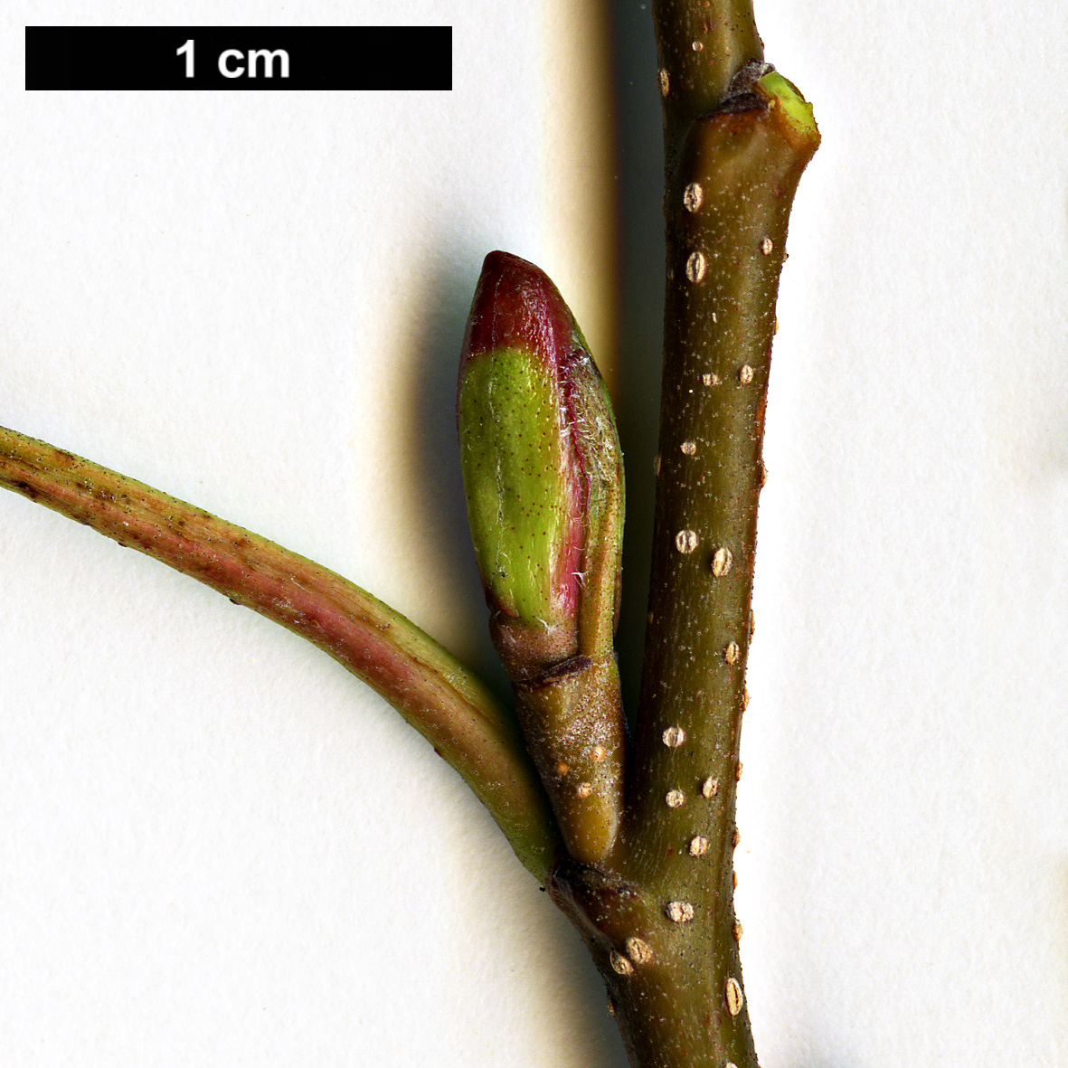 High resolution image: Family: Betulaceae - Genus: Alnus - Taxon: matsumurae