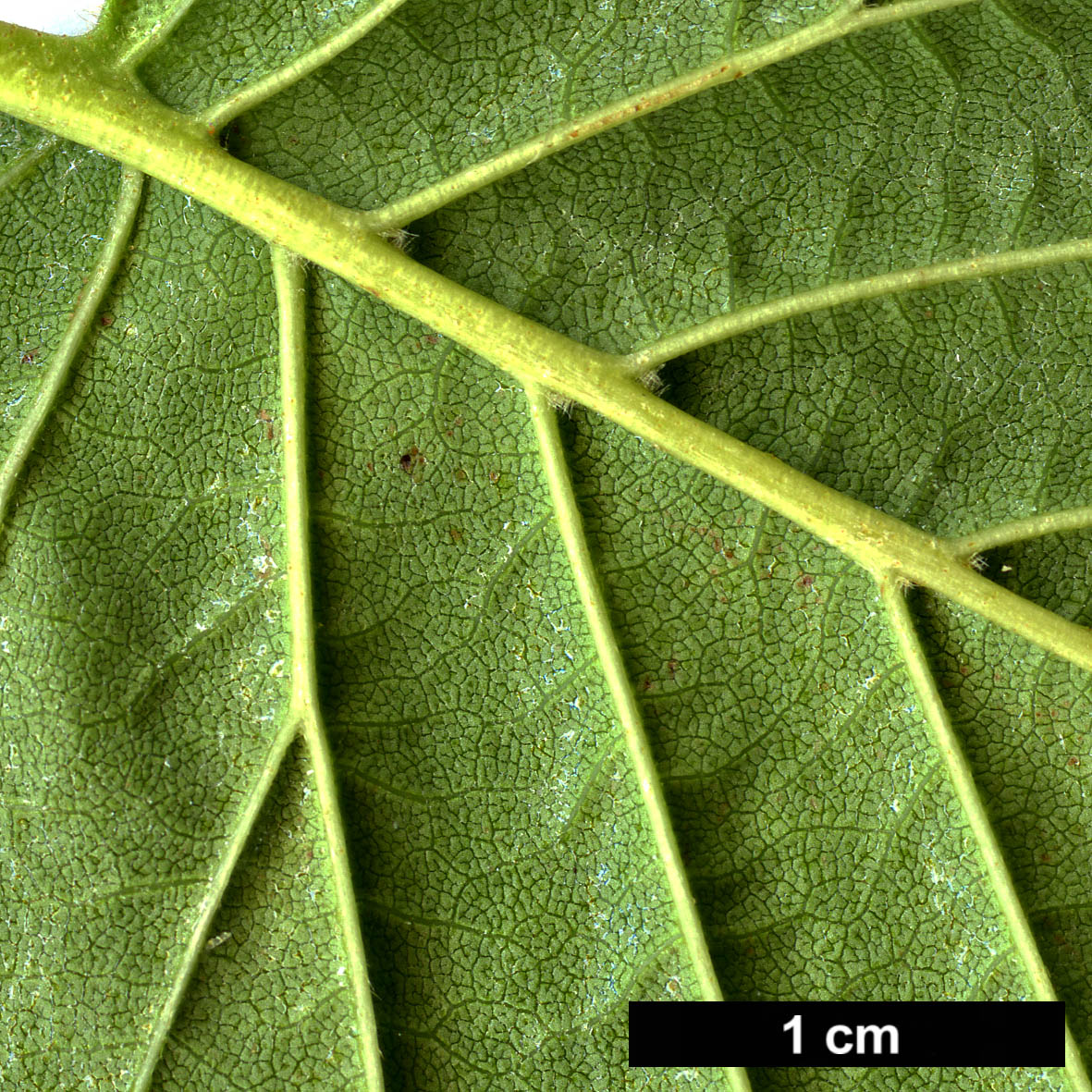 High resolution image: Family: Betulaceae - Genus: Alnus - Taxon: maximowiczii