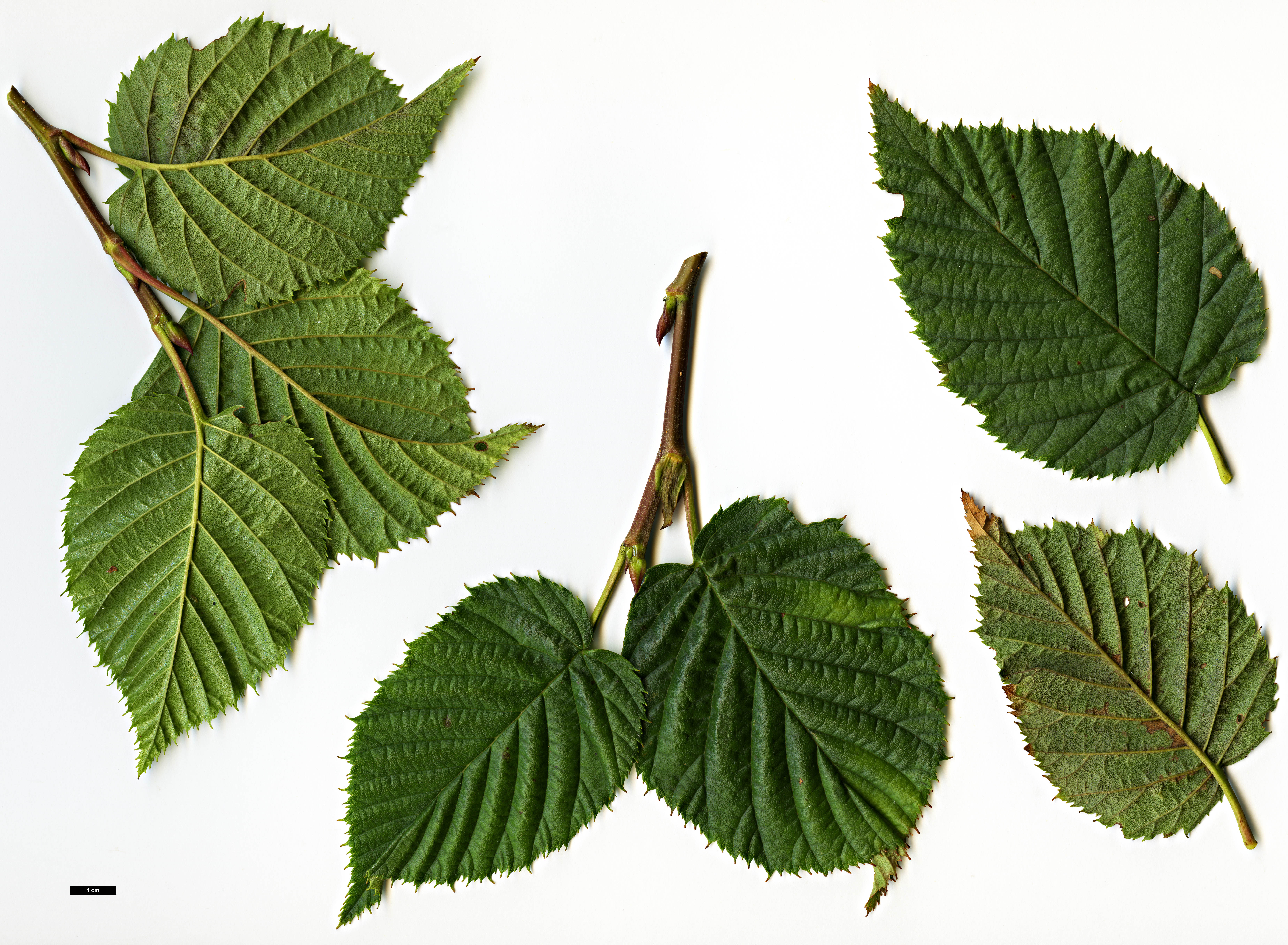 High resolution image: Family: Betulaceae - Genus: Alnus - Taxon: maximowiczii
