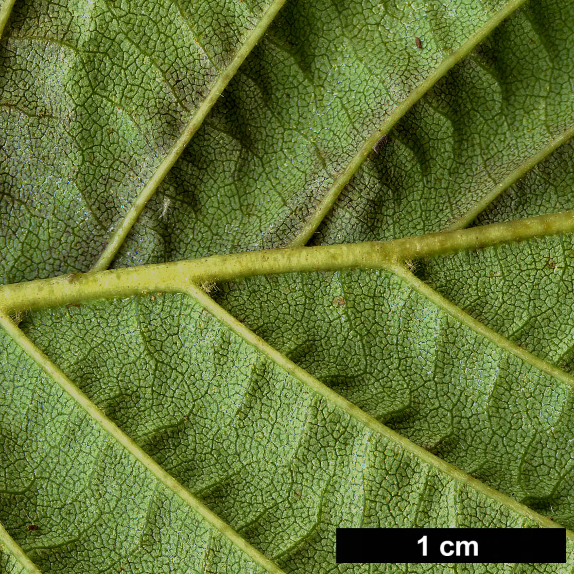 High resolution image: Family: Betulaceae - Genus: Alnus - Taxon: maximowiczii