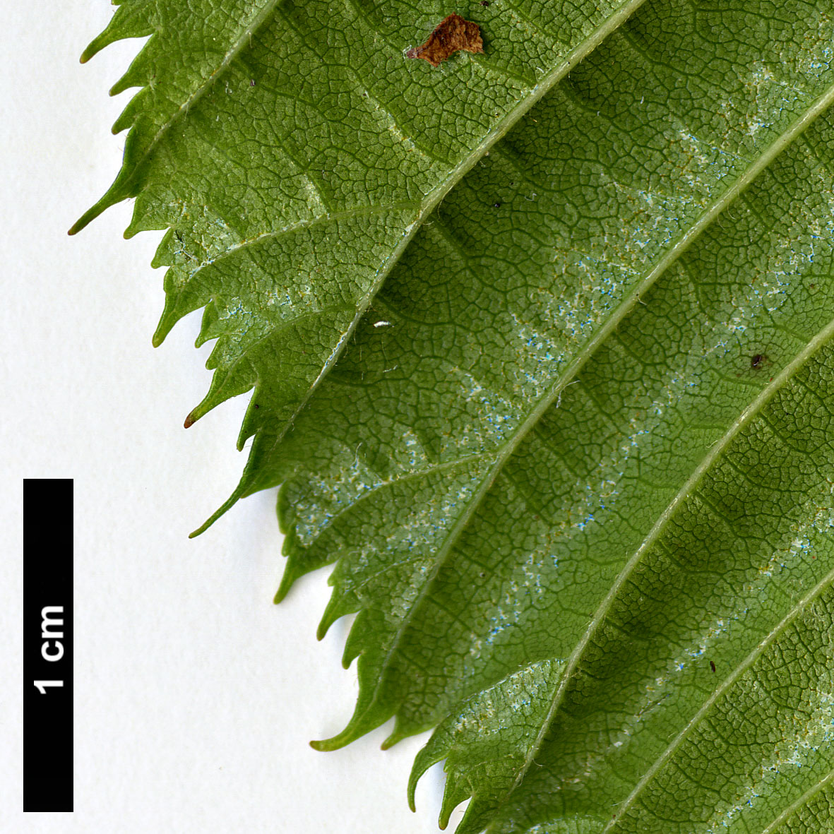 High resolution image: Family: Betulaceae - Genus: Alnus - Taxon: maximowiczii