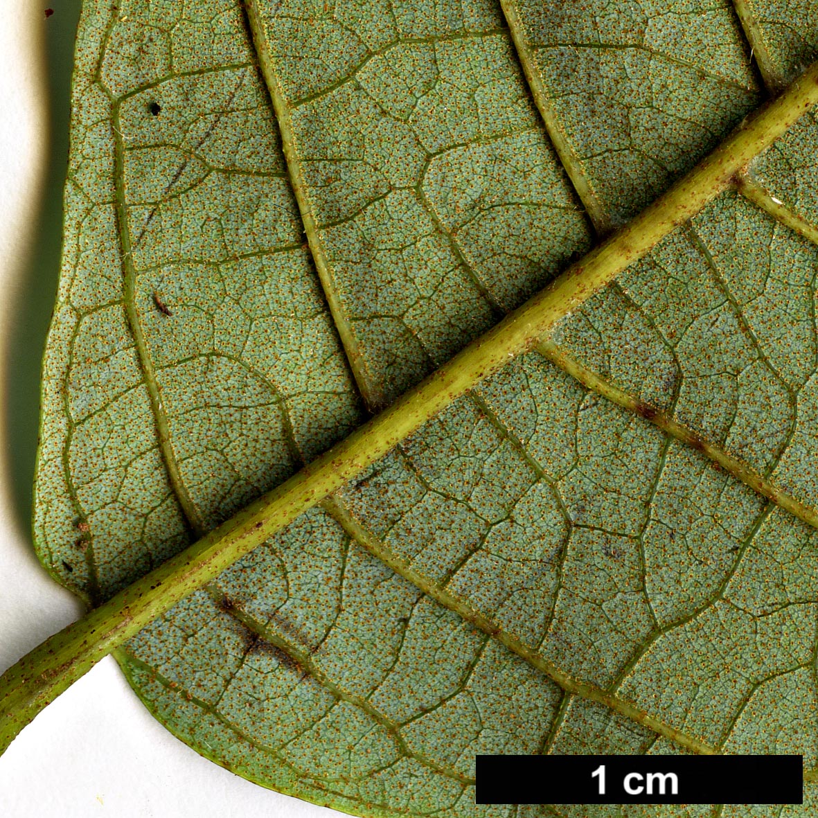 High resolution image: Family: Betulaceae - Genus: Alnus - Taxon: nepalensis