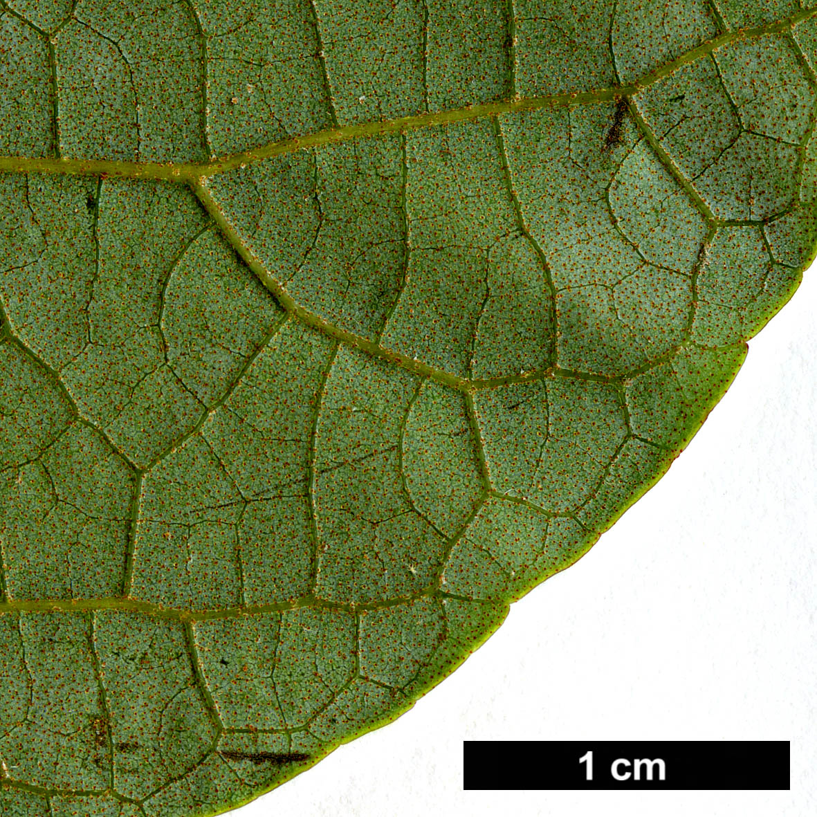 High resolution image: Family: Betulaceae - Genus: Alnus - Taxon: nepalensis