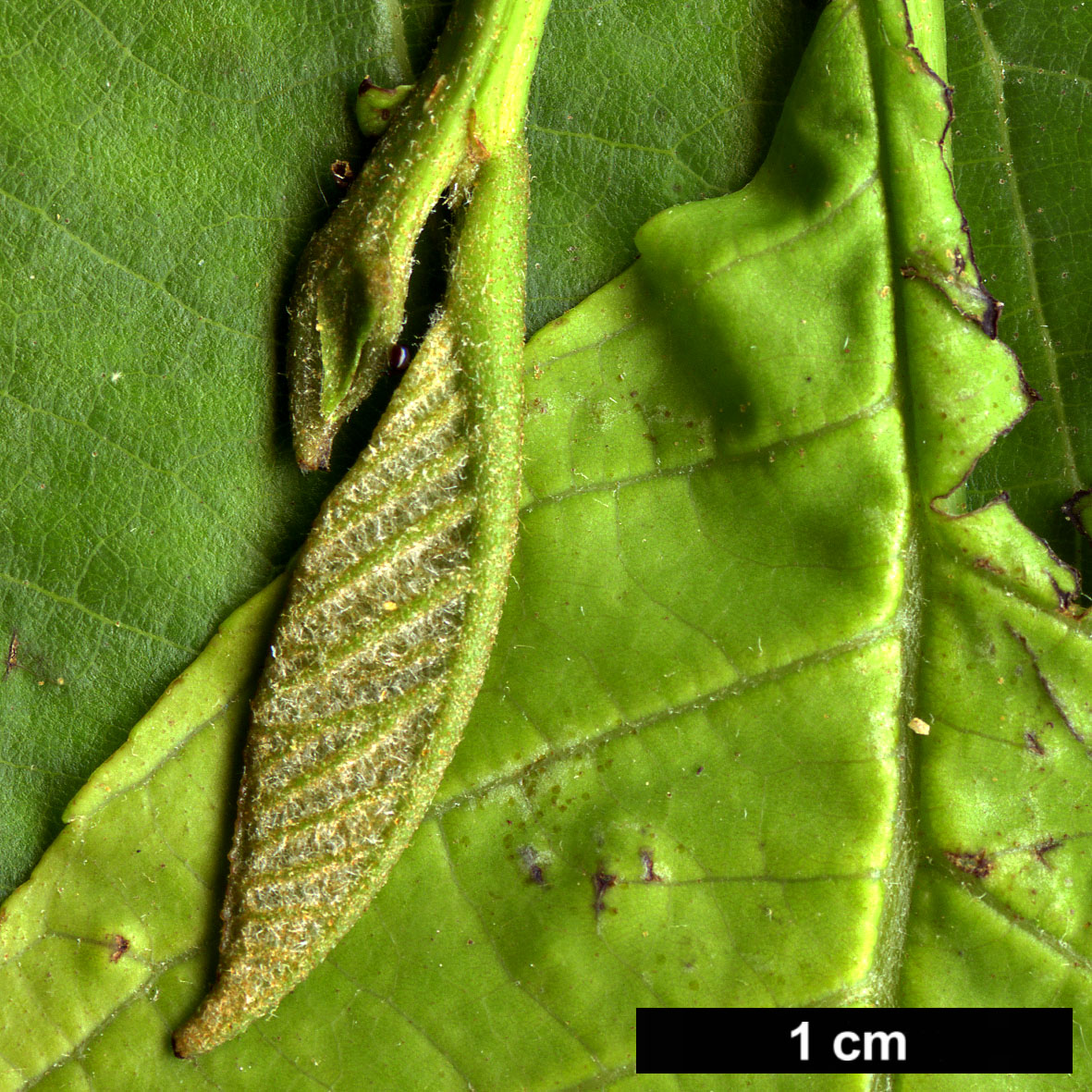 High resolution image: Family: Betulaceae - Genus: Alnus - Taxon: nepalensis