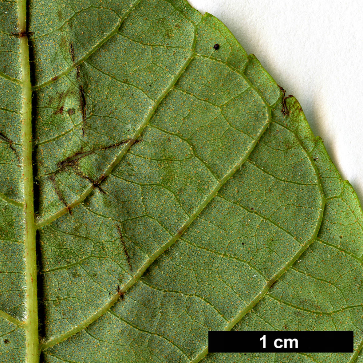 High resolution image: Family: Betulaceae - Genus: Alnus - Taxon: nepalensis