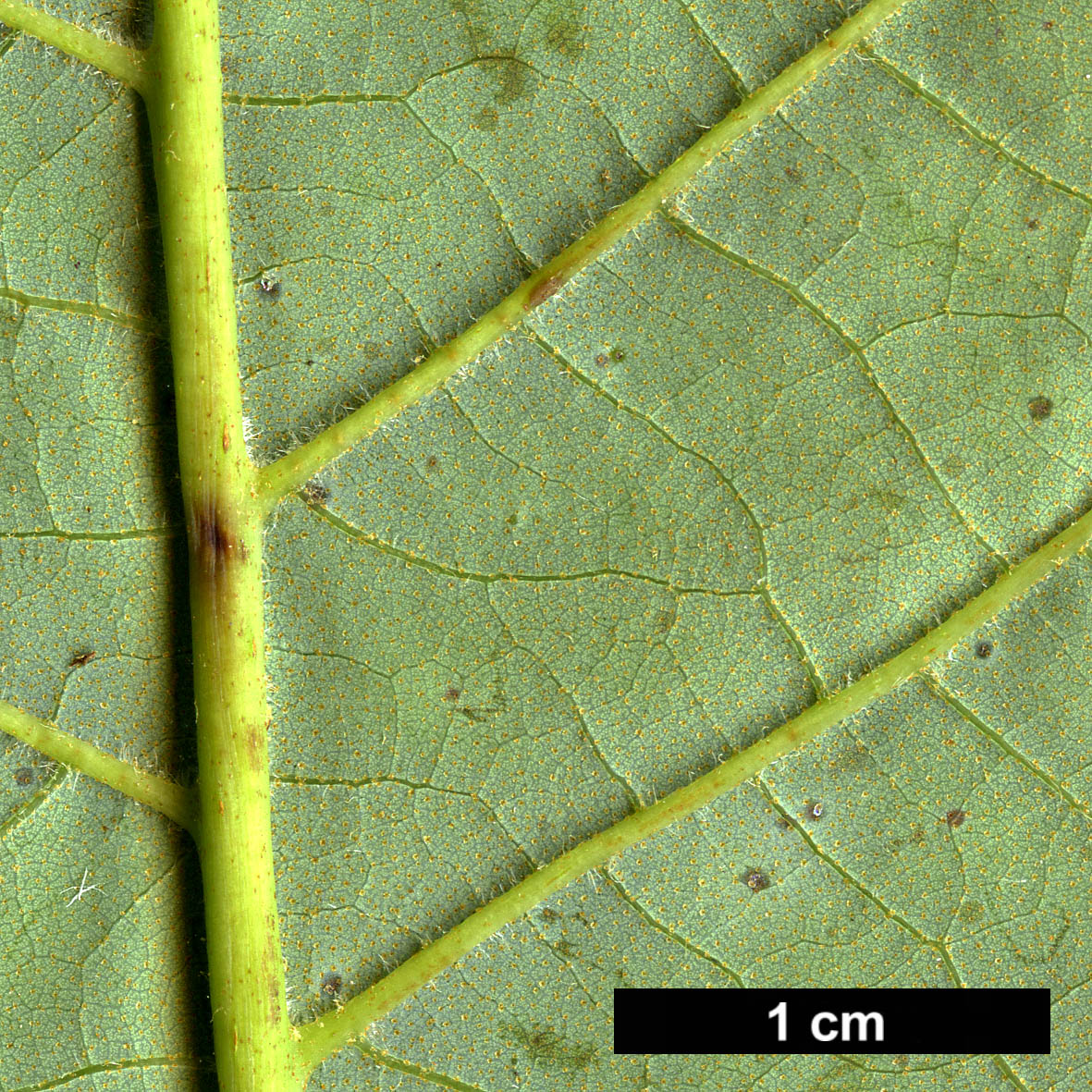 High resolution image: Family: Betulaceae - Genus: Alnus - Taxon: nepalensis