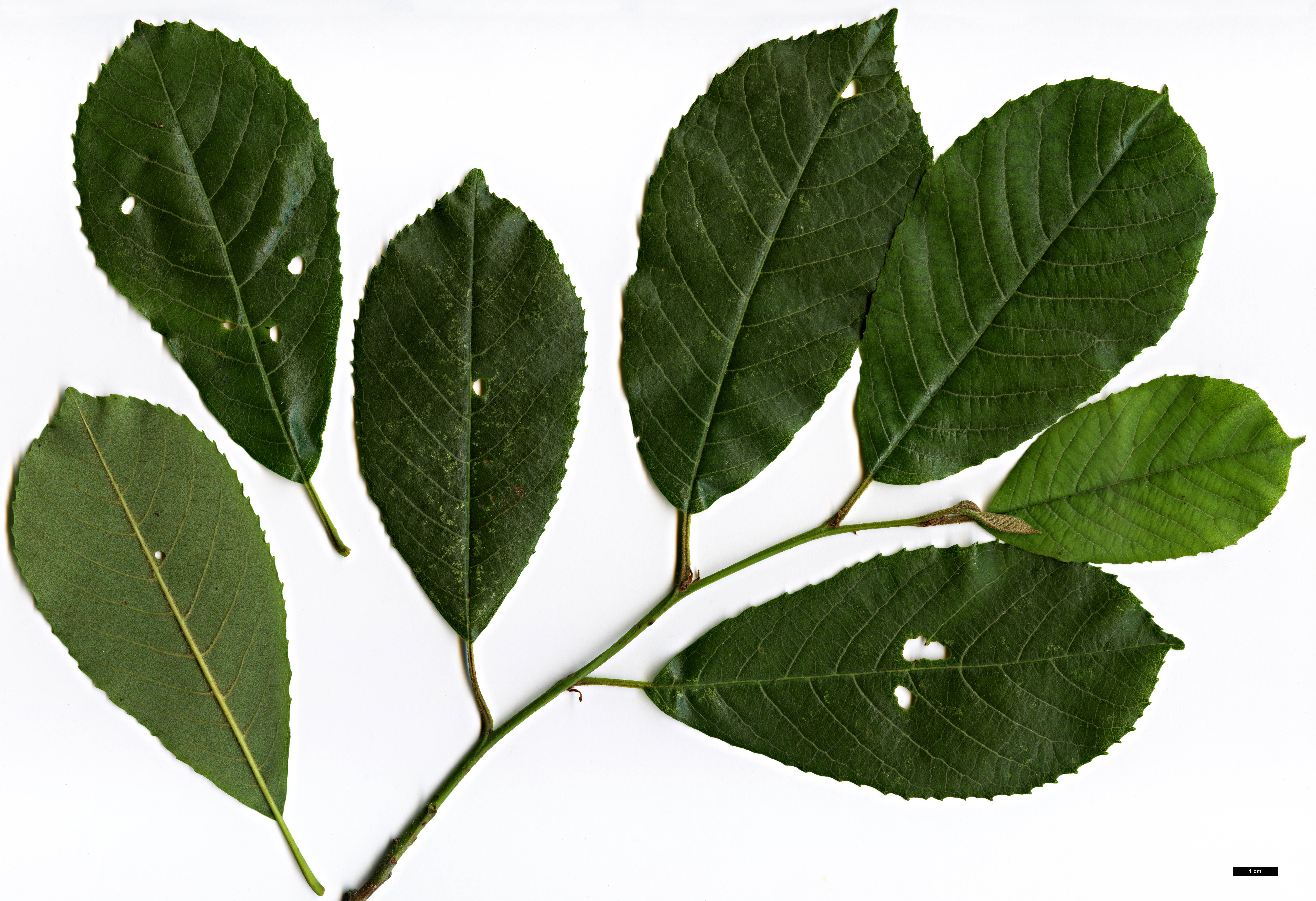 High resolution image: Family: Betulaceae - Genus: Alnus - Taxon: nepalensis