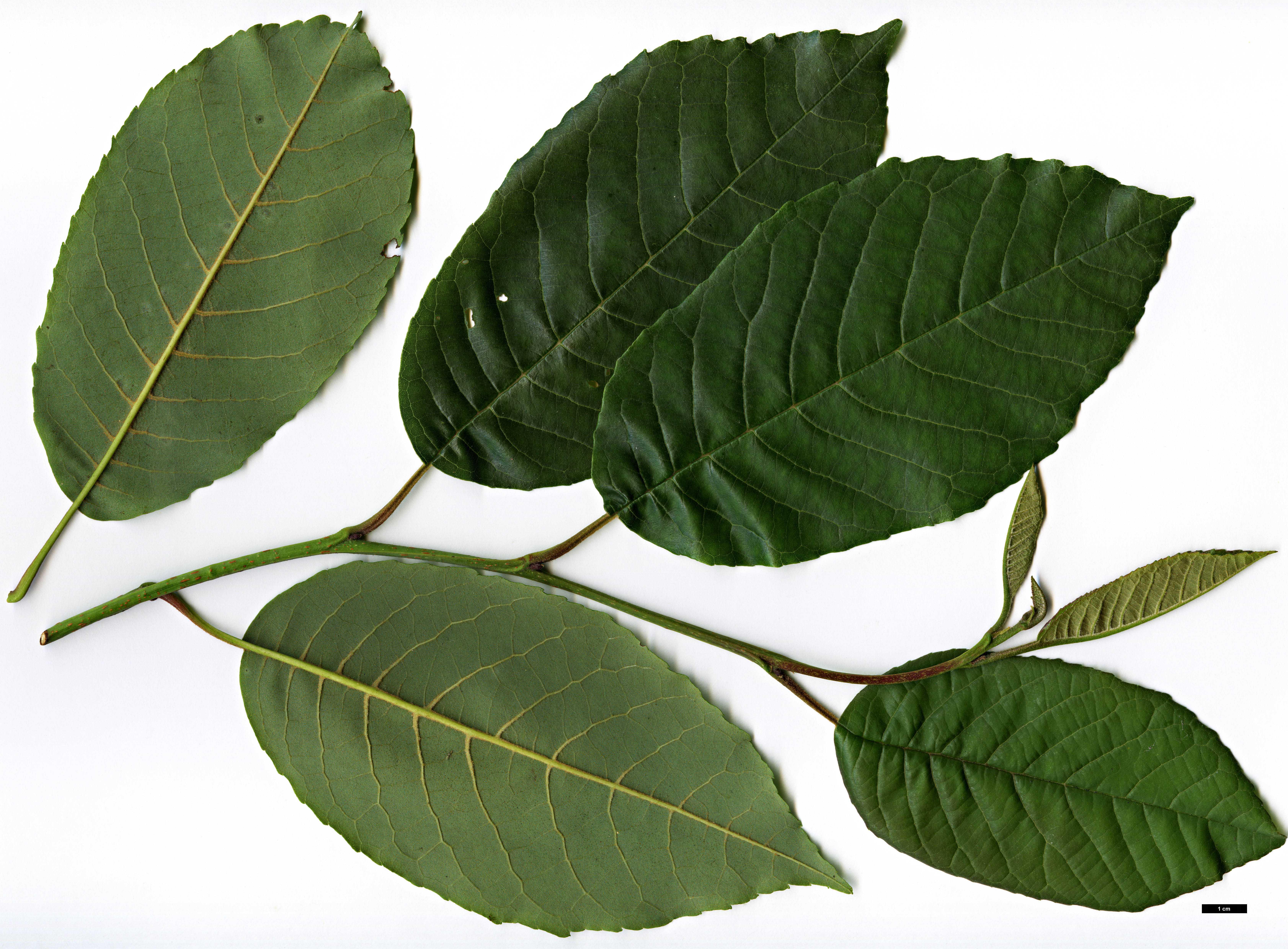 High resolution image: Family: Betulaceae - Genus: Alnus - Taxon: nepalensis