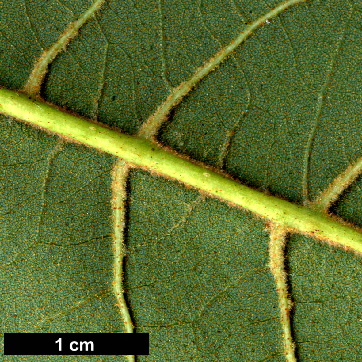 High resolution image: Family: Betulaceae - Genus: Alnus - Taxon: nepalensis