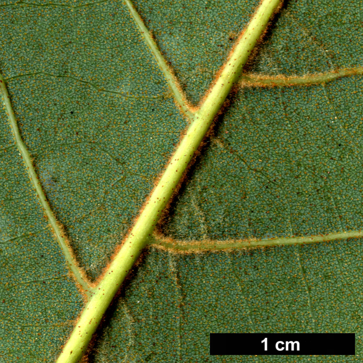 High resolution image: Family: Betulaceae - Genus: Alnus - Taxon: nepalensis