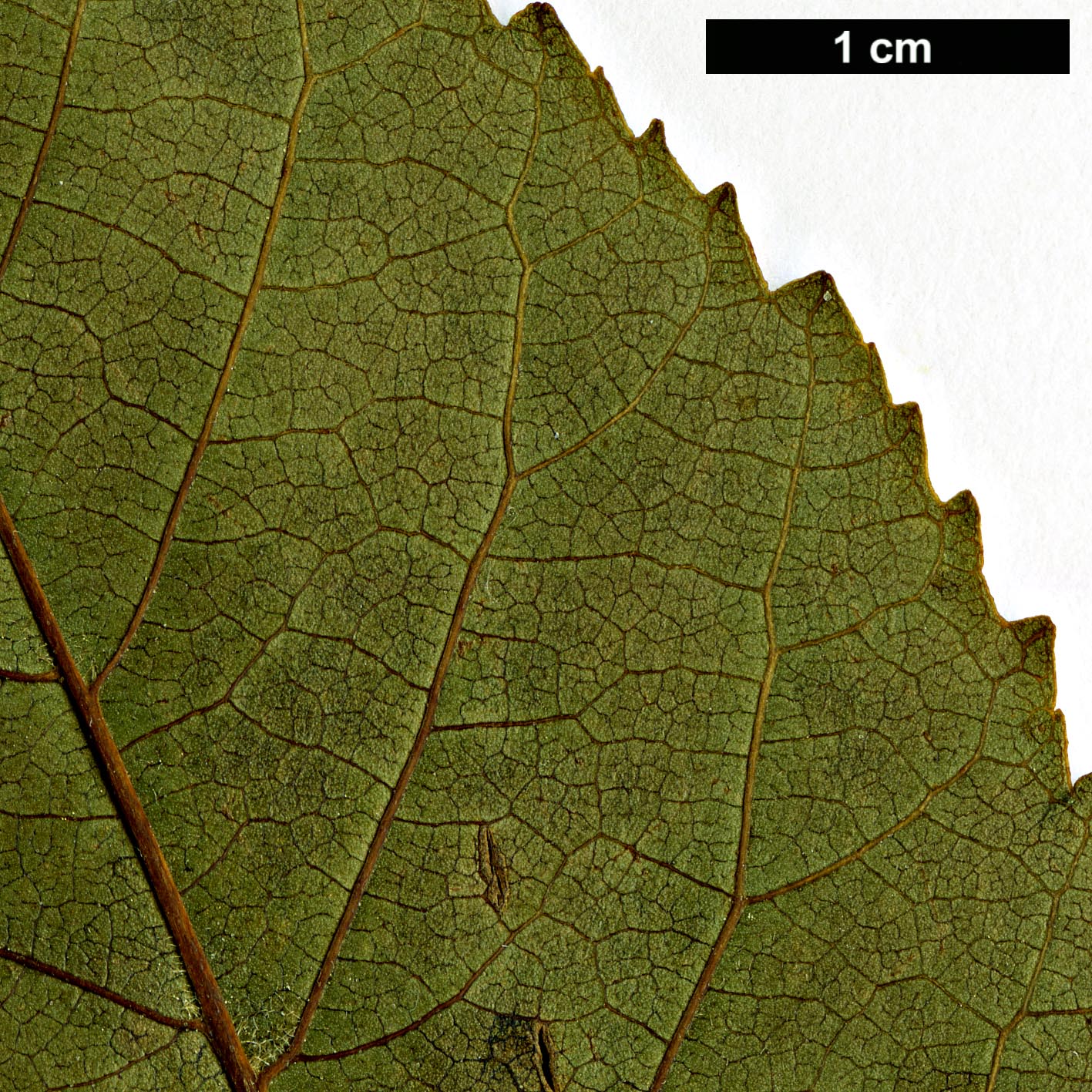 High resolution image: Family: Betulaceae - Genus: Alnus - Taxon: orientalis