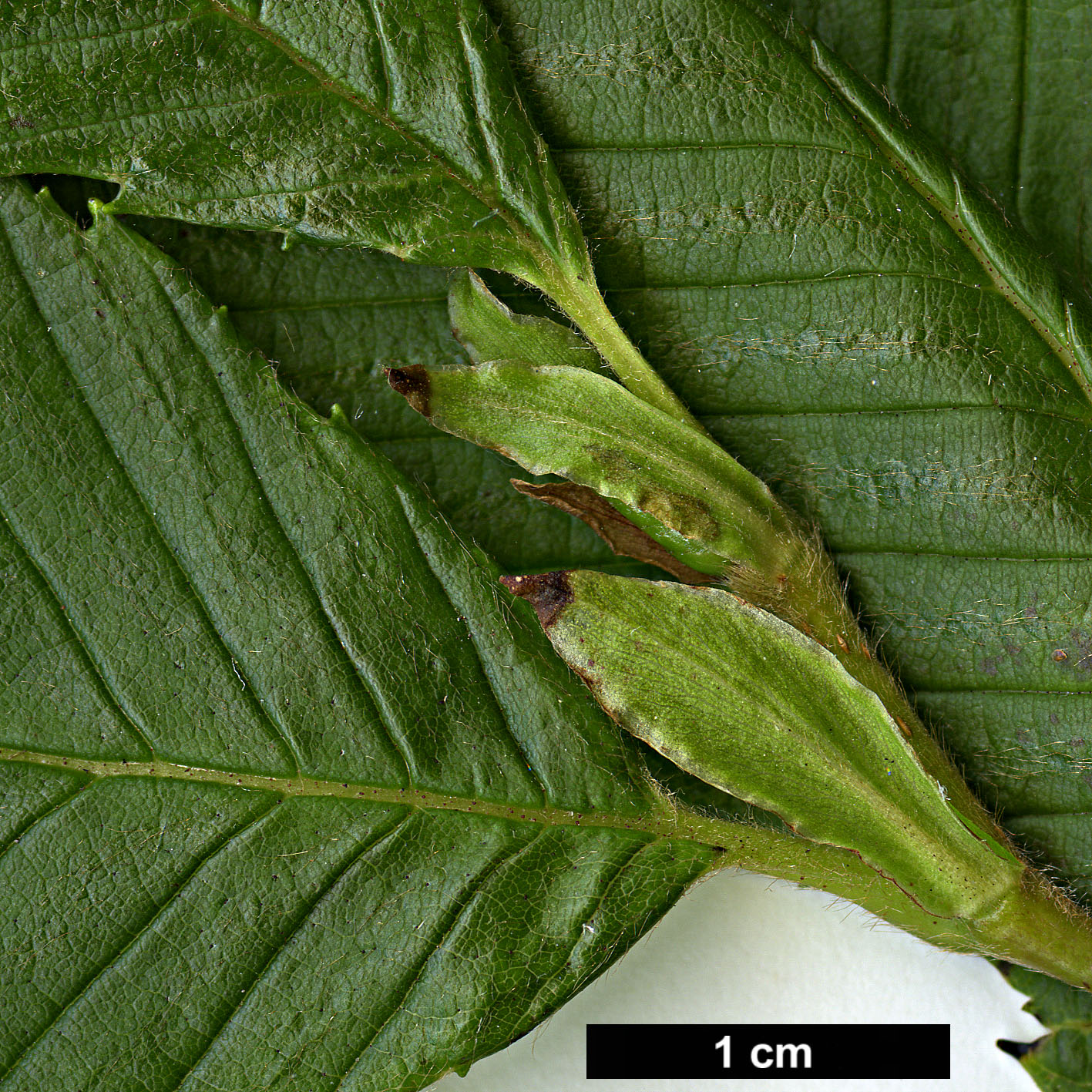 High resolution image: Family: Betulaceae - Genus: Alnus - Taxon: pendula