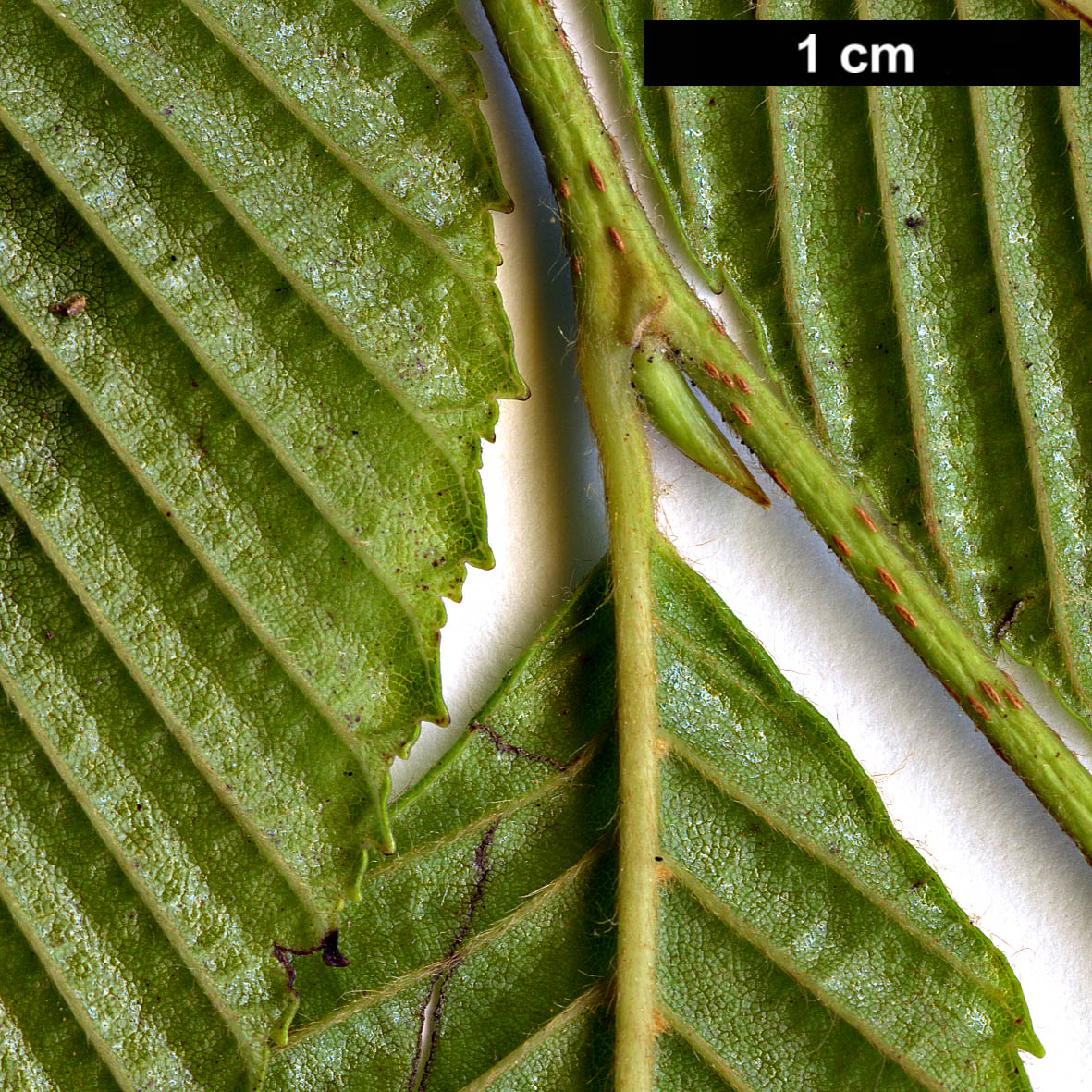 High resolution image: Family: Betulaceae - Genus: Alnus - Taxon: pendula