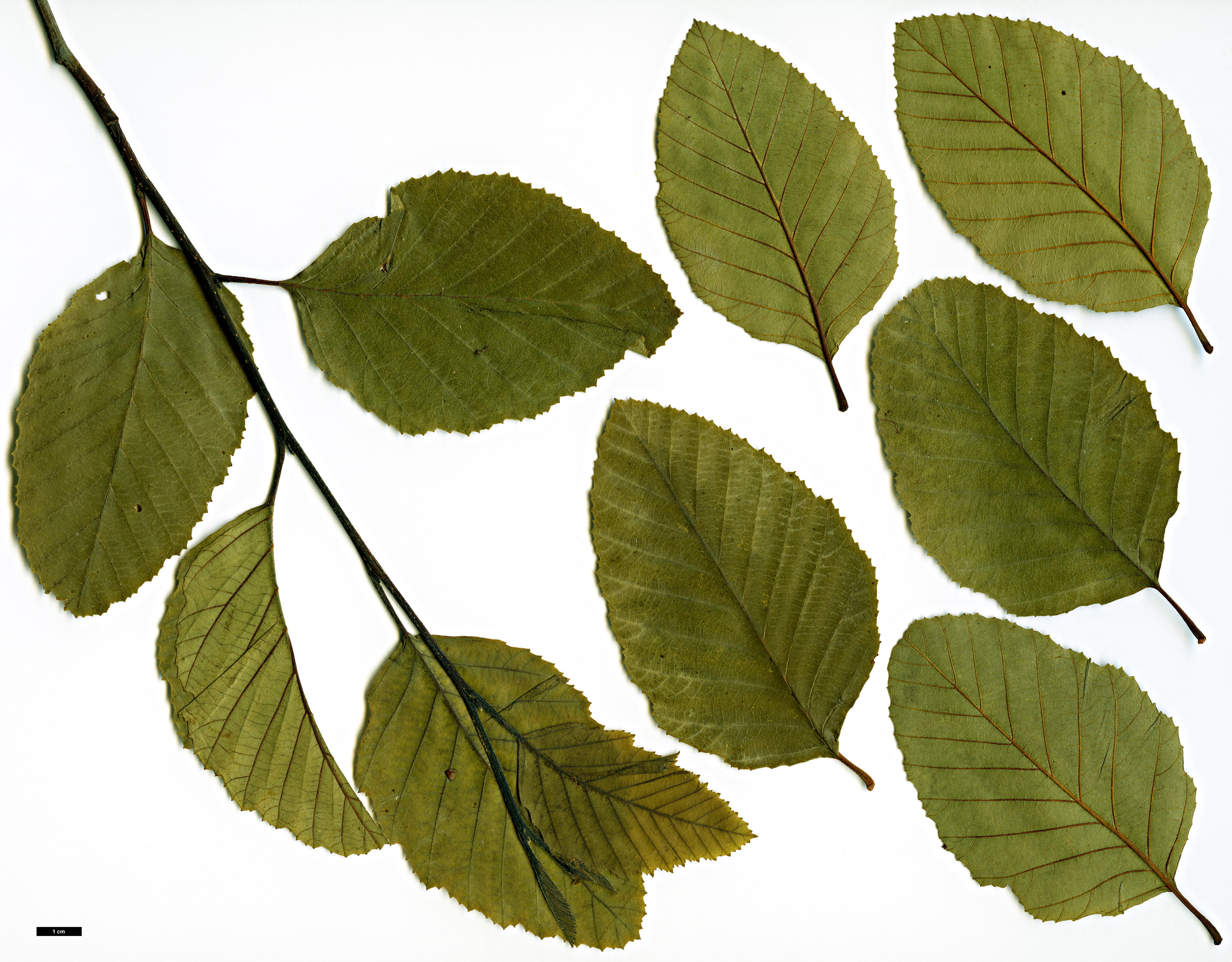 High resolution image: Family: Betulaceae - Genus: Alnus - Taxon: rhombifolia