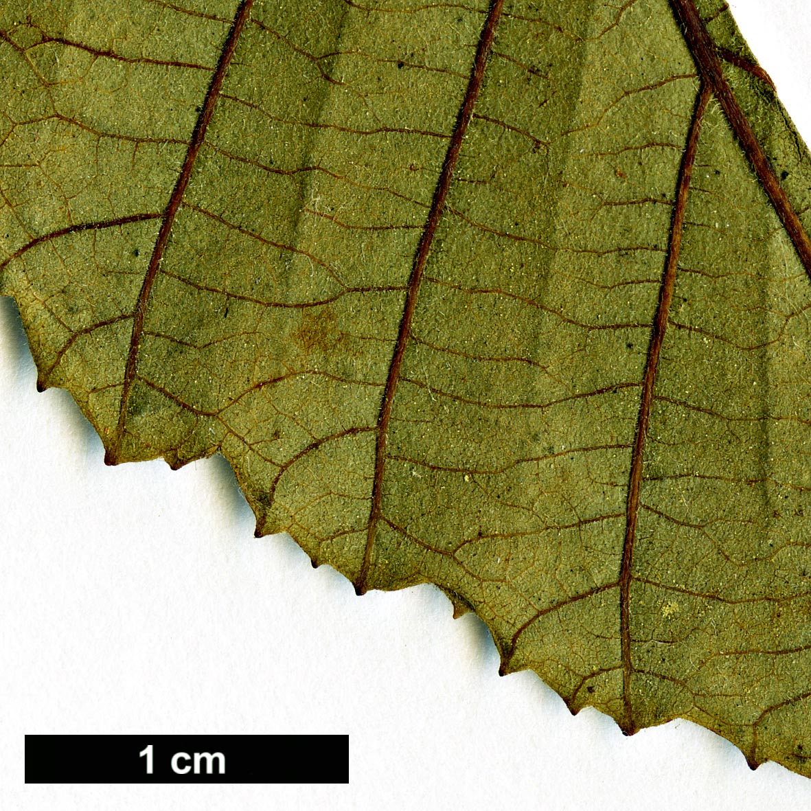 High resolution image: Family: Betulaceae - Genus: Alnus - Taxon: rhombifolia