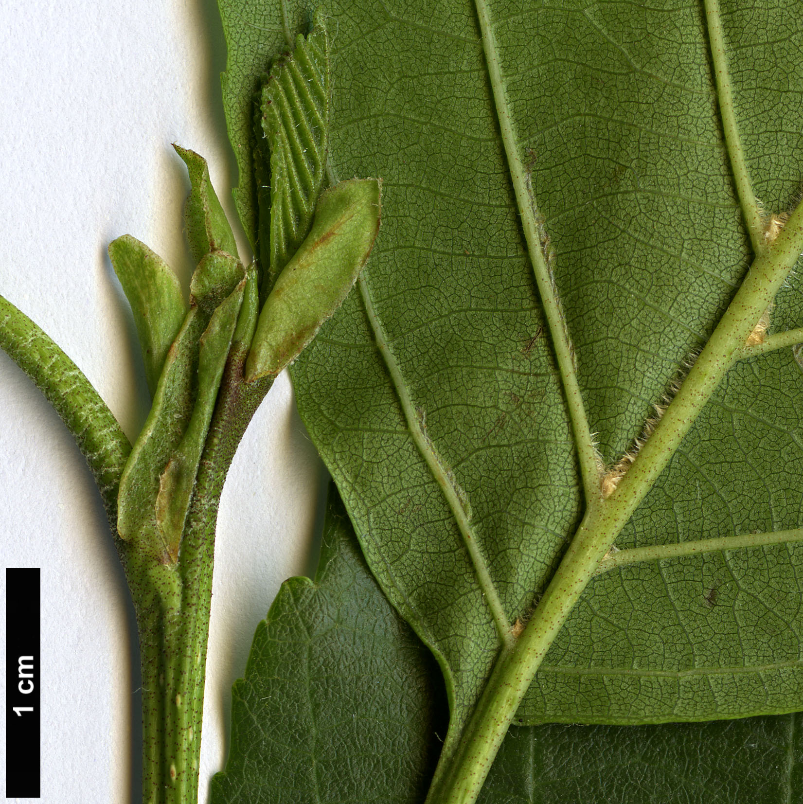 High resolution image: Family: Betulaceae - Genus: Alnus - Taxon: rohlenae