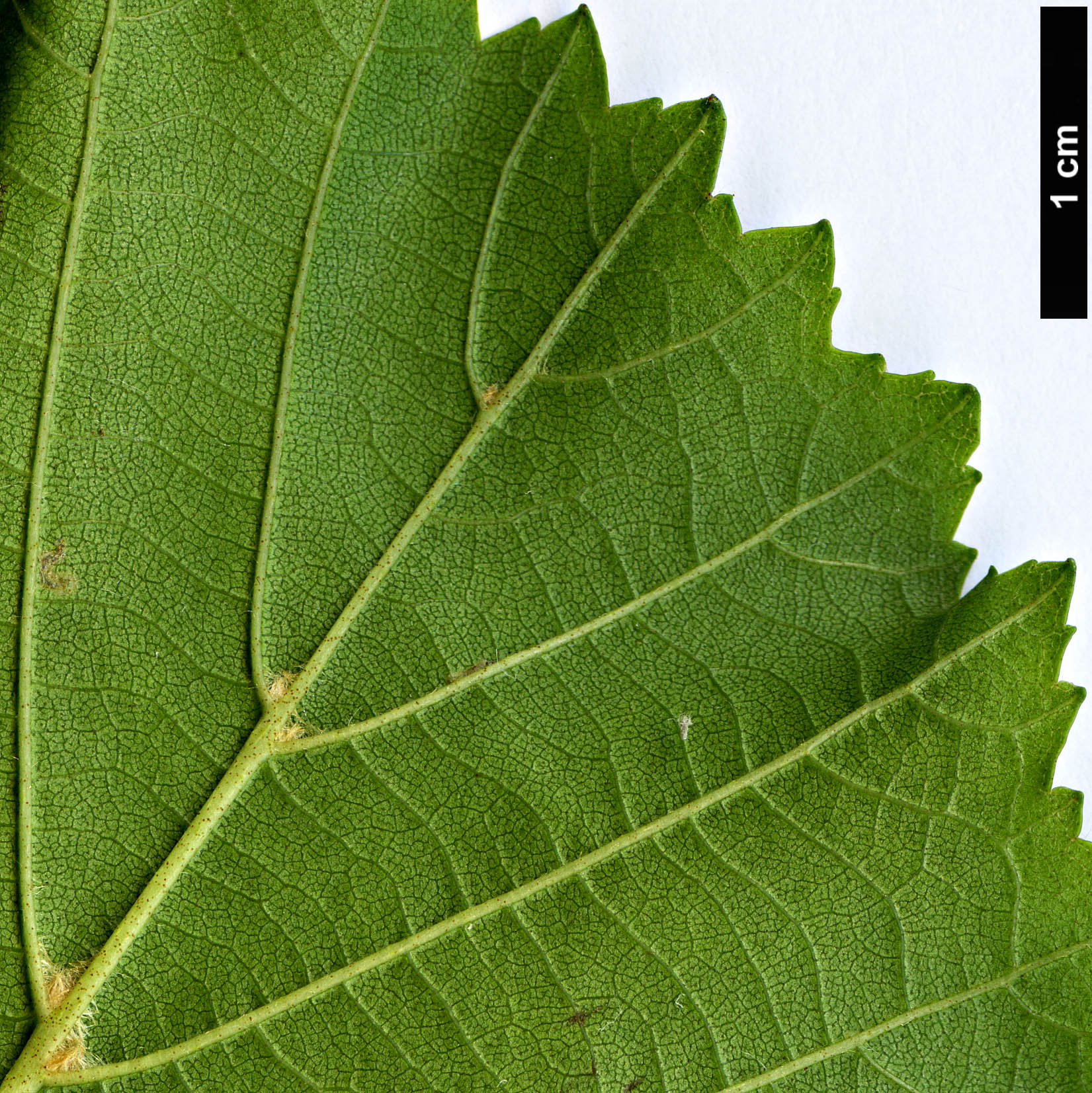 High resolution image: Family: Betulaceae - Genus: Alnus - Taxon: rohlenae