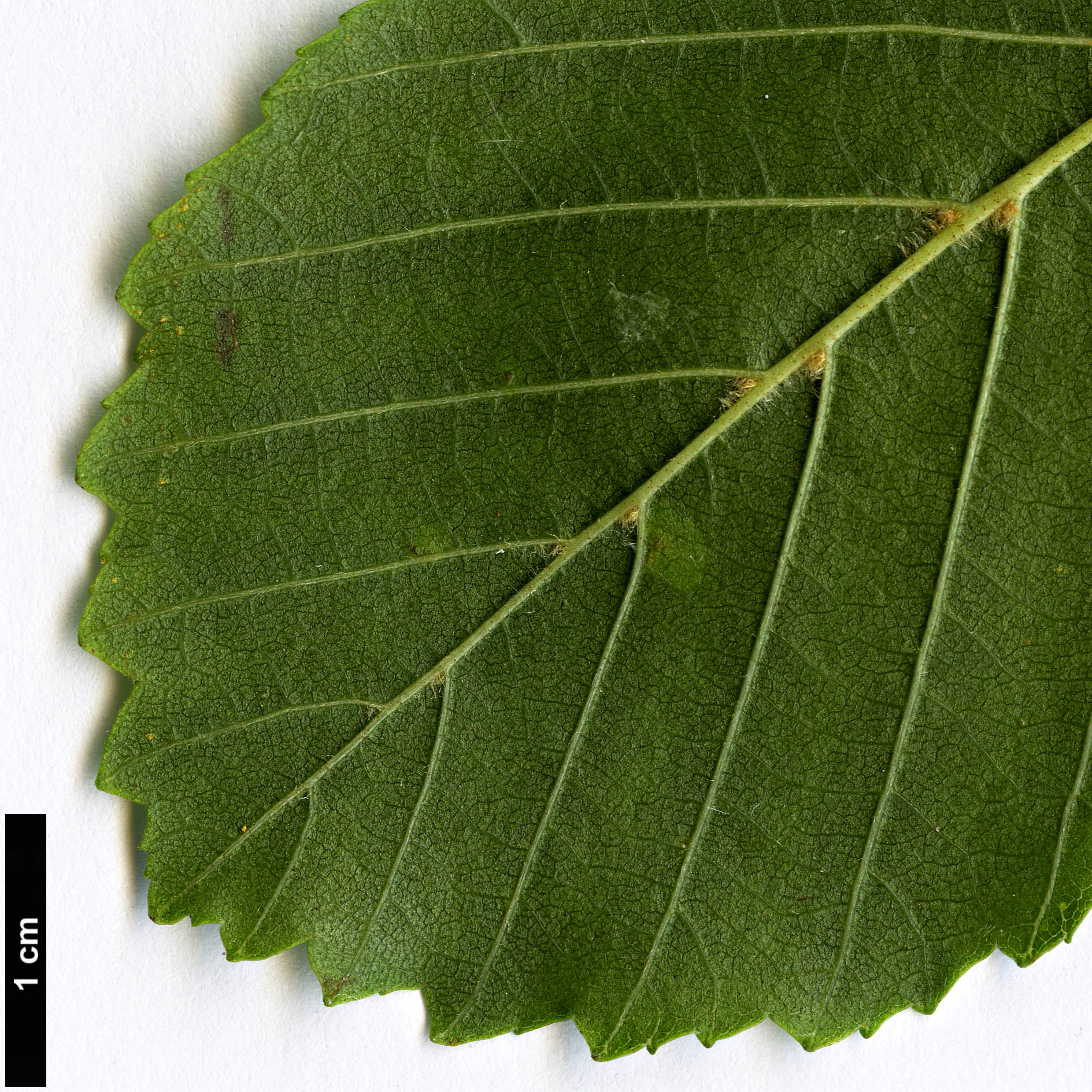High resolution image: Family: Betulaceae - Genus: Alnus - Taxon: rohlenae