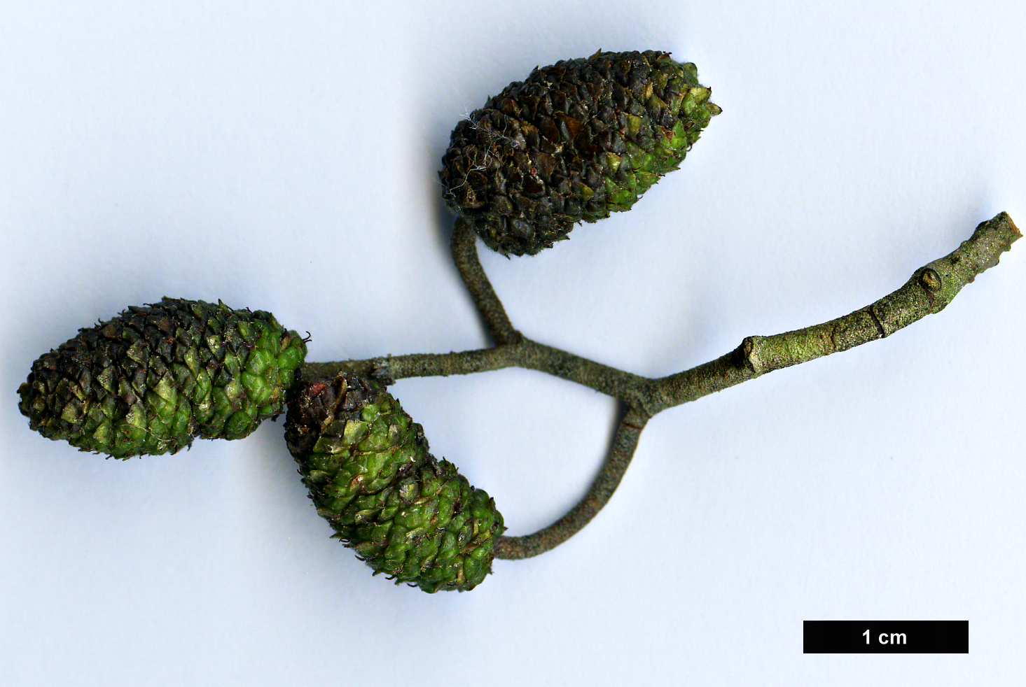 High resolution image: Family: Betulaceae - Genus: Alnus - Taxon: rohlenae