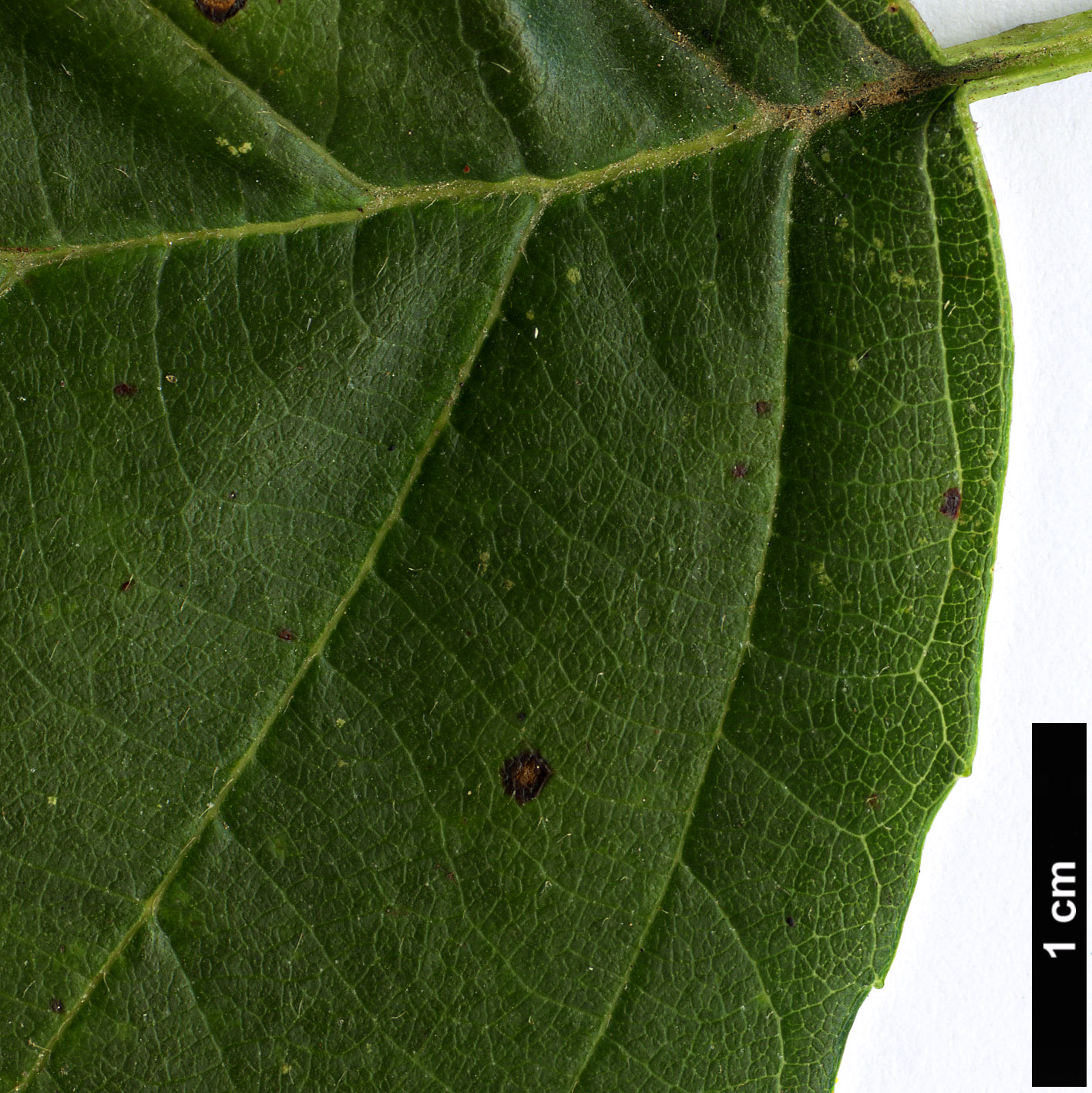 High resolution image: Family: Betulaceae - Genus: Alnus - Taxon: rohlenae