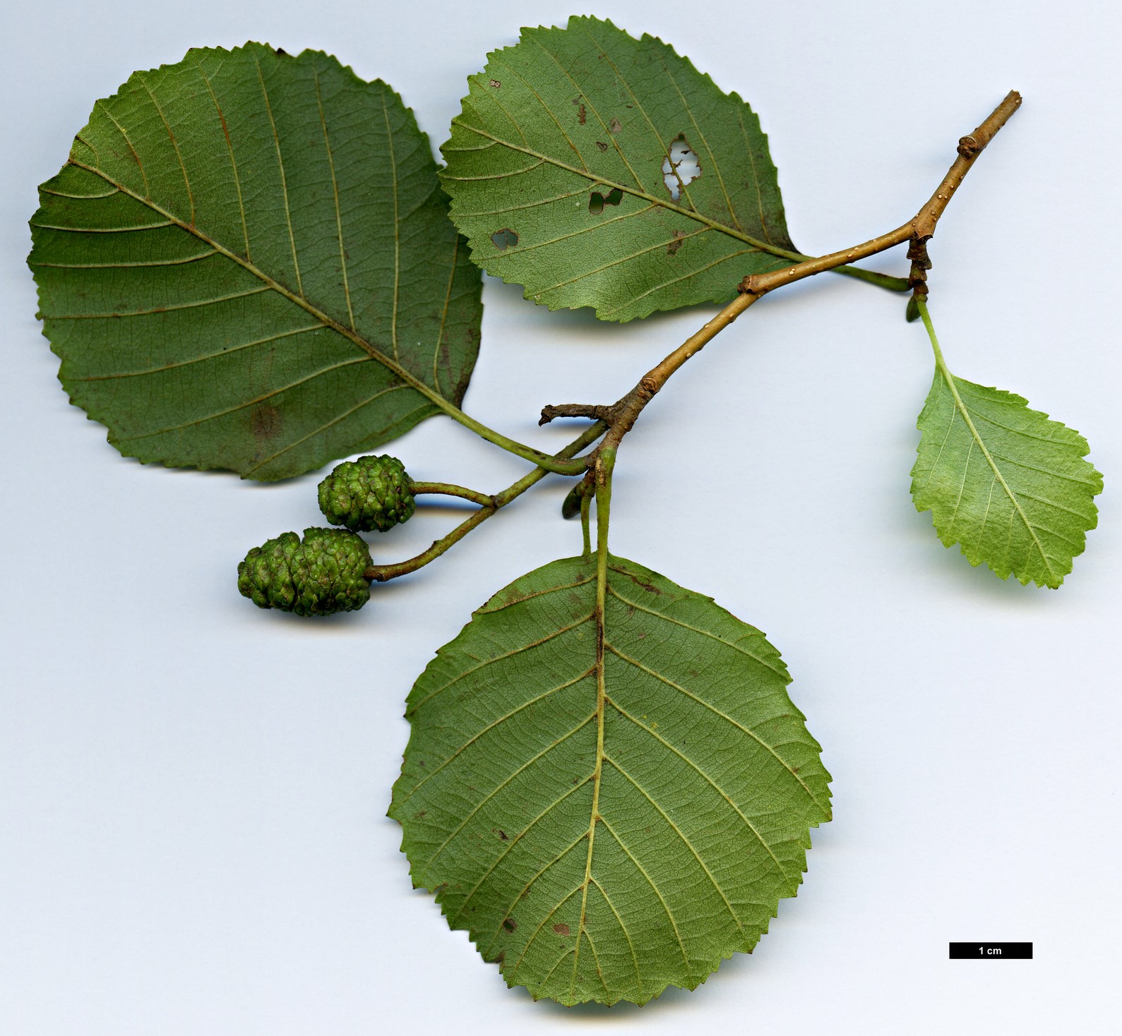 High resolution image: Family: Betulaceae - Genus: Alnus - Taxon: rohlenae