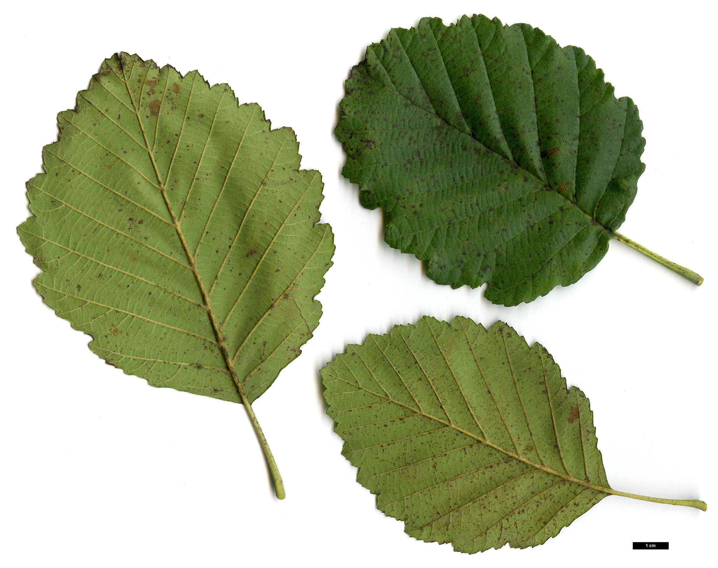 High resolution image: Family: Betulaceae - Genus: Alnus - Taxon: rubra