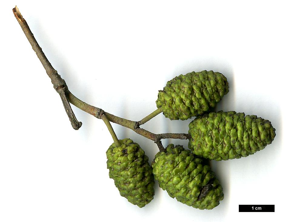 High resolution image: Family: Betulaceae - Genus: Alnus - Taxon: rubra