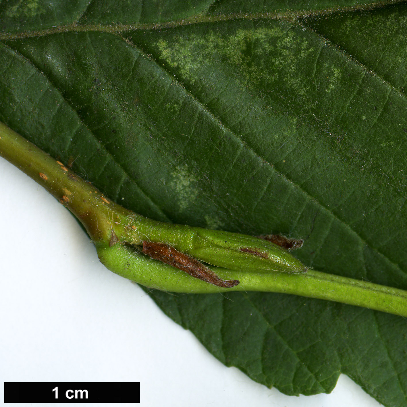 High resolution image: Family: Betulaceae - Genus: Alnus - Taxon: rubra