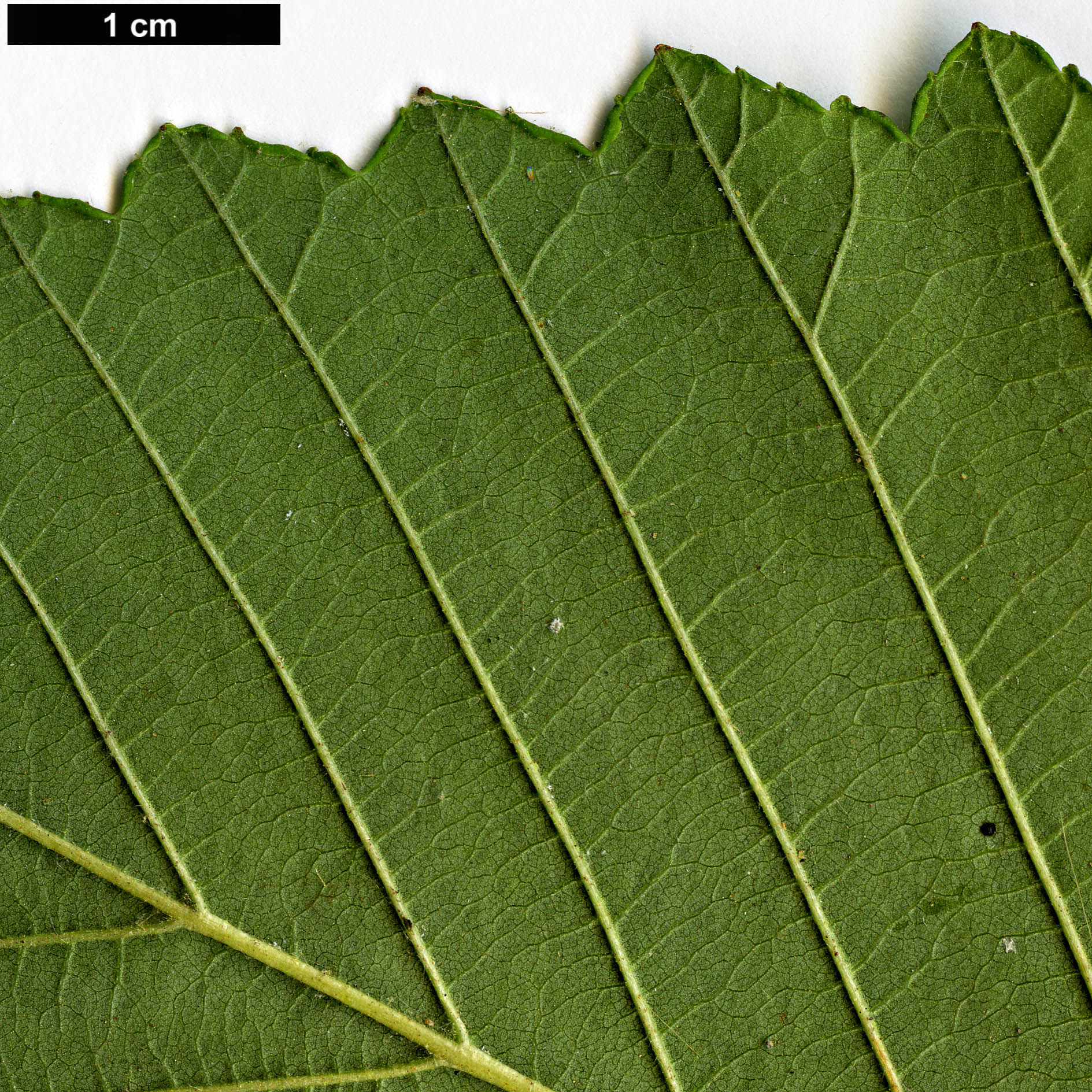 High resolution image: Family: Betulaceae - Genus: Alnus - Taxon: rubra