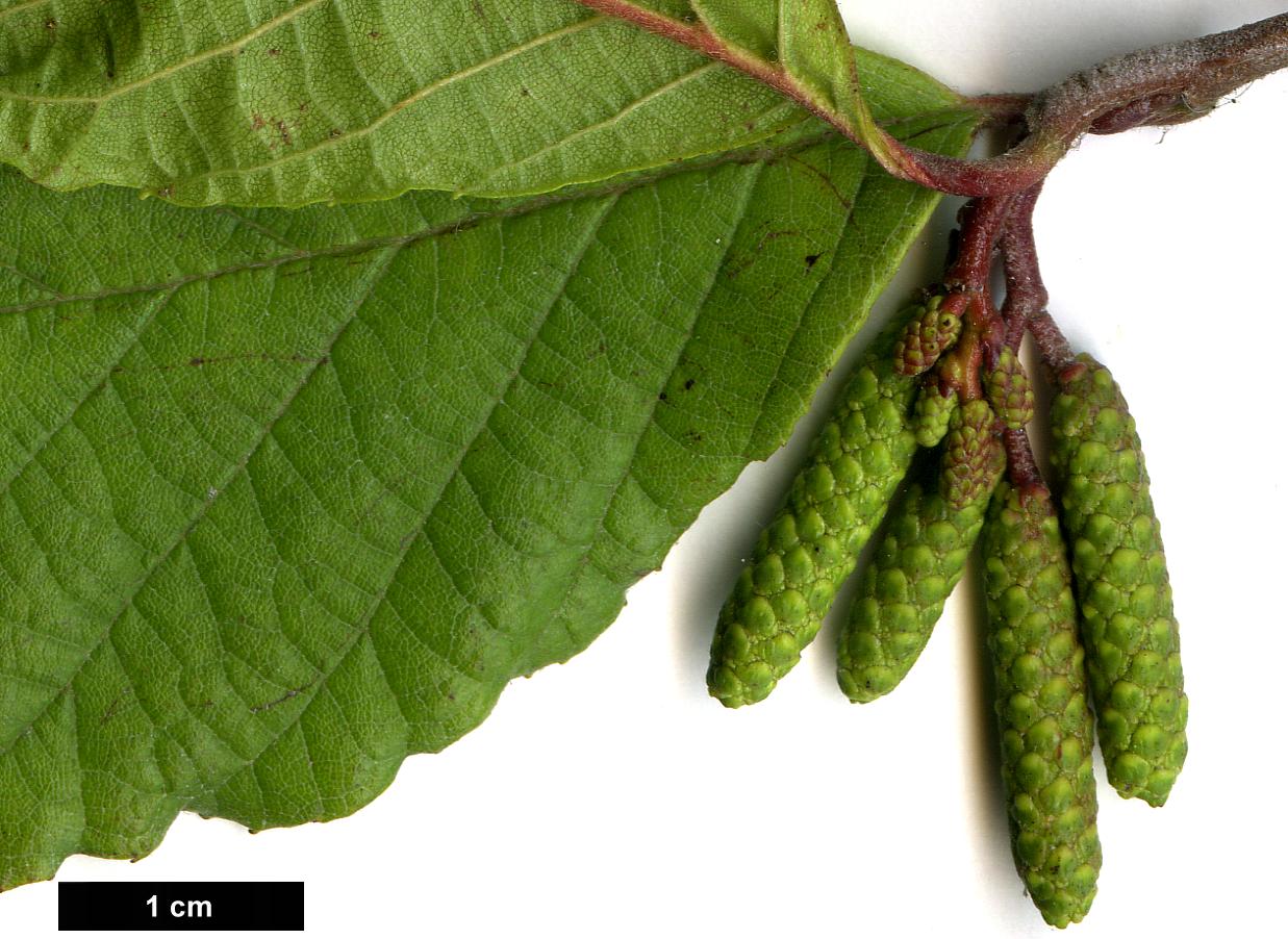 High resolution image: Family: Betulaceae - Genus: Alnus - Taxon: serrulata