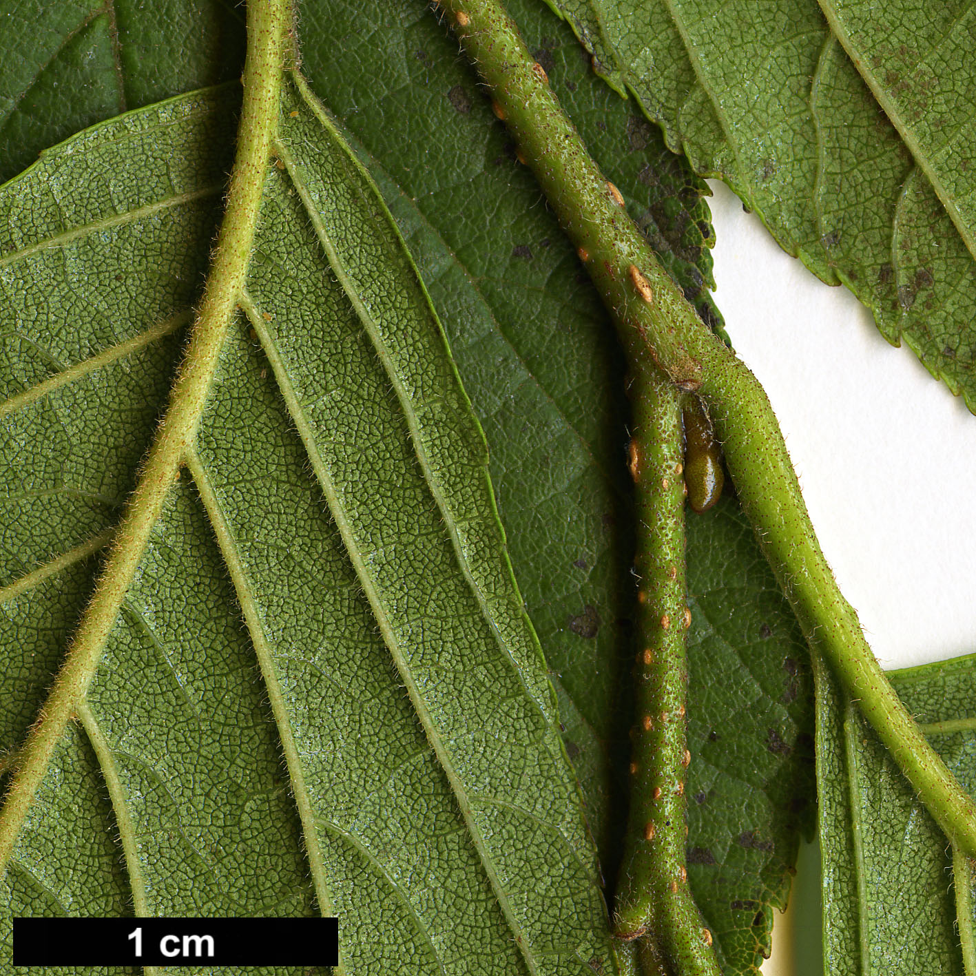 High resolution image: Family: Betulaceae - Genus: Alnus - Taxon: serrulata