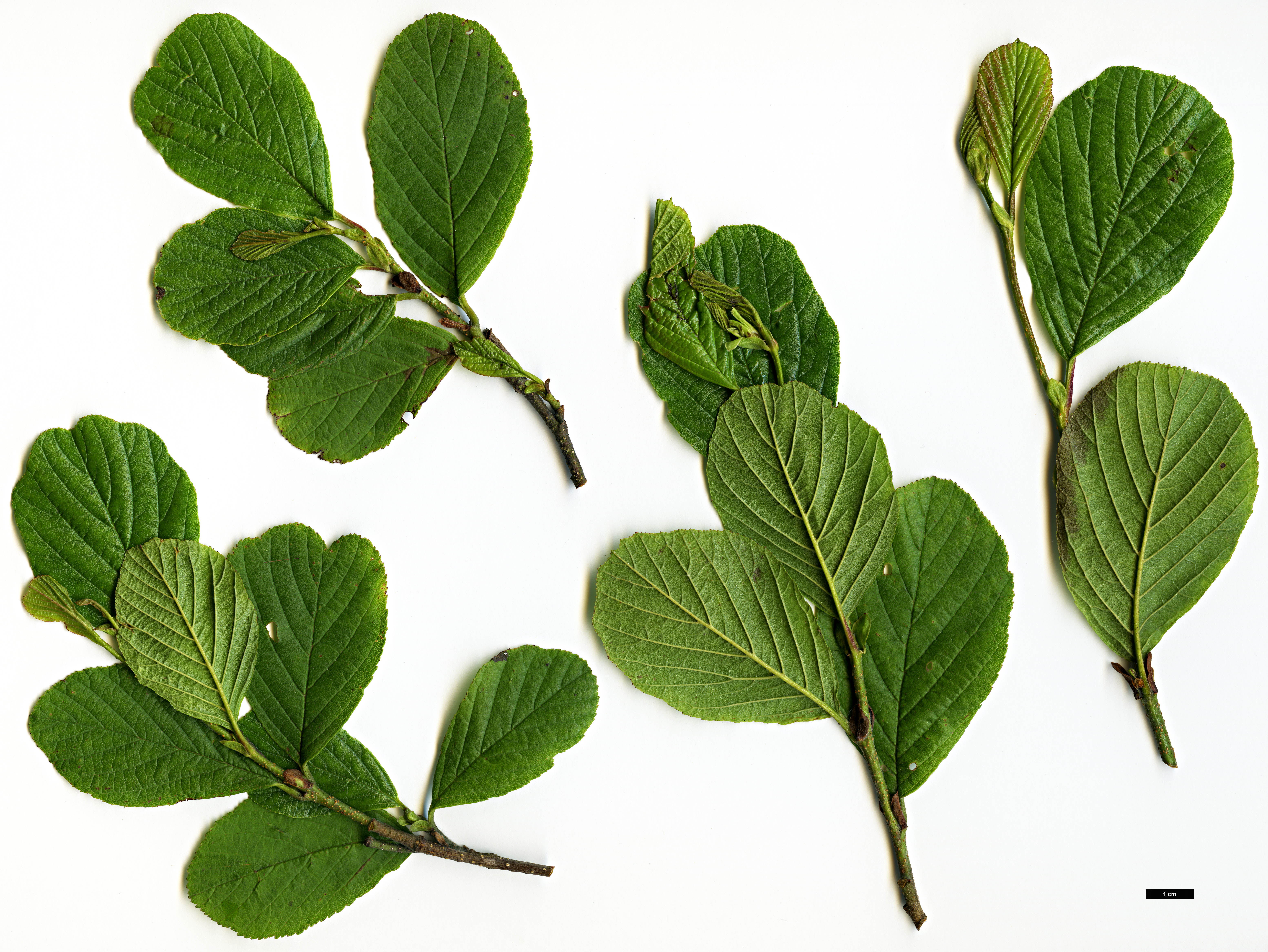 High resolution image: Family: Betulaceae - Genus: Alnus - Taxon: serrulatoides