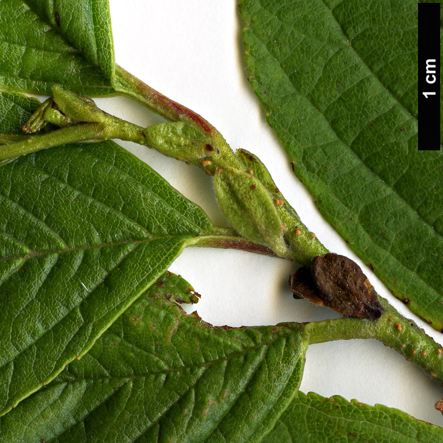 High resolution image: Family: Betulaceae - Genus: Alnus - Taxon: serrulatoides