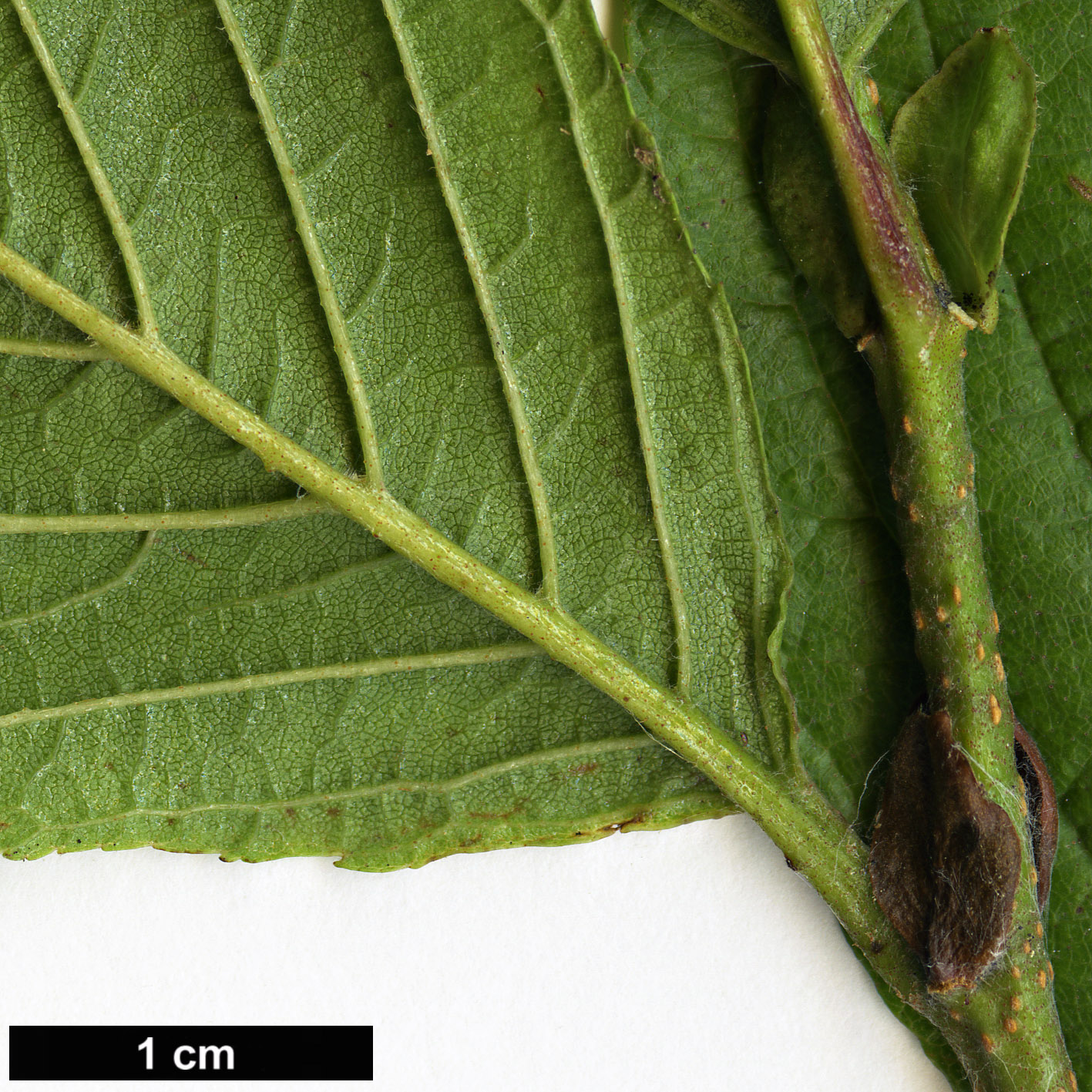 High resolution image: Family: Betulaceae - Genus: Alnus - Taxon: serrulatoides