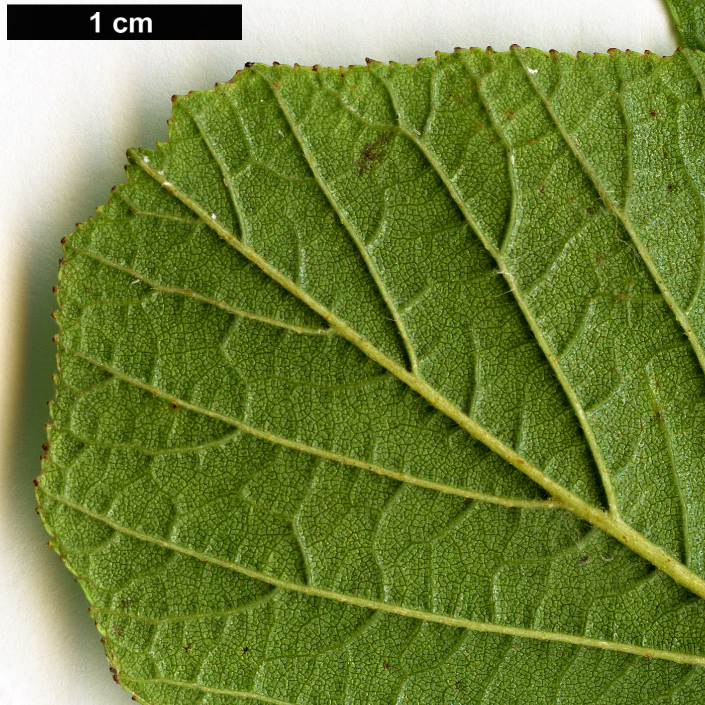 High resolution image: Family: Betulaceae - Genus: Alnus - Taxon: serrulatoides