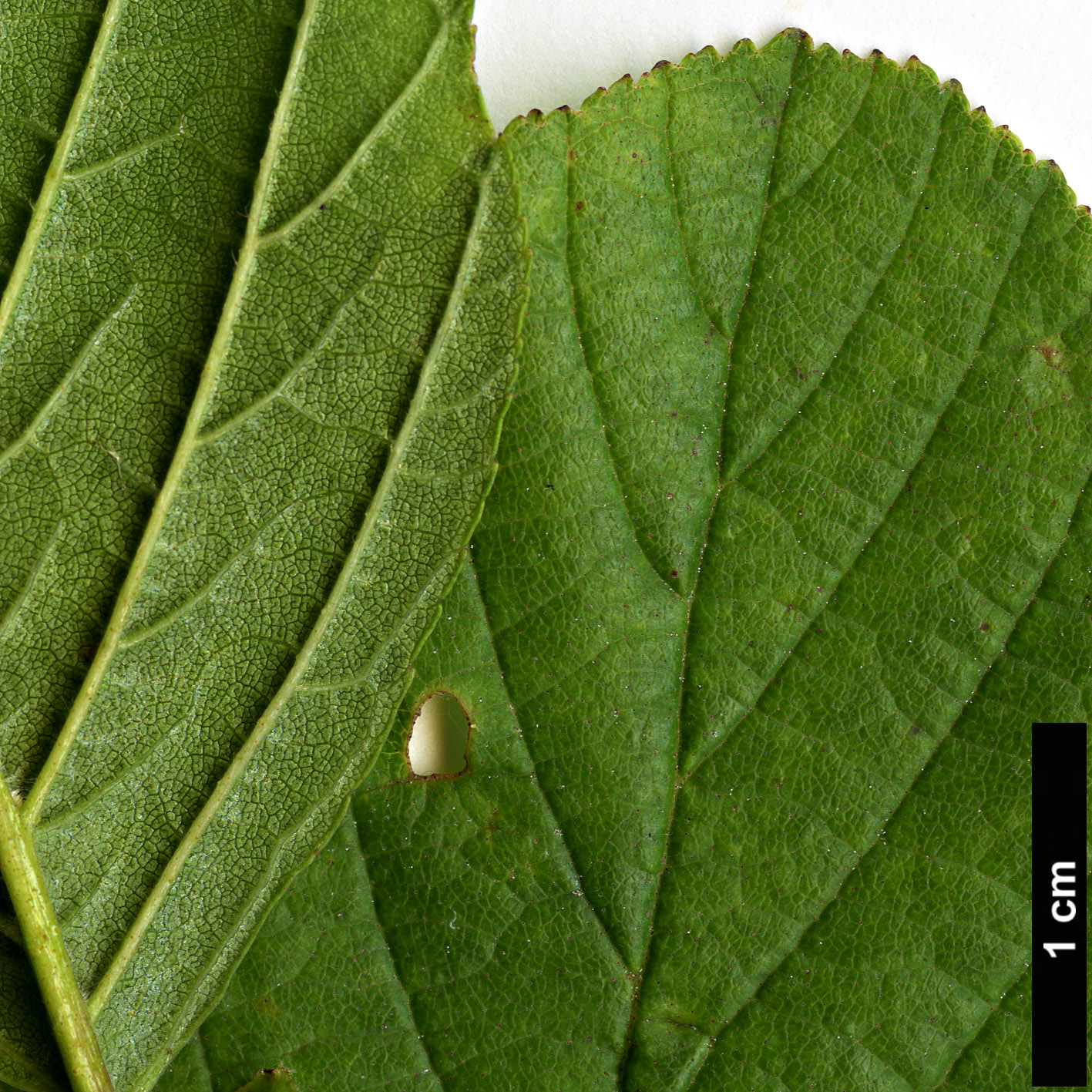 High resolution image: Family: Betulaceae - Genus: Alnus - Taxon: serrulatoides