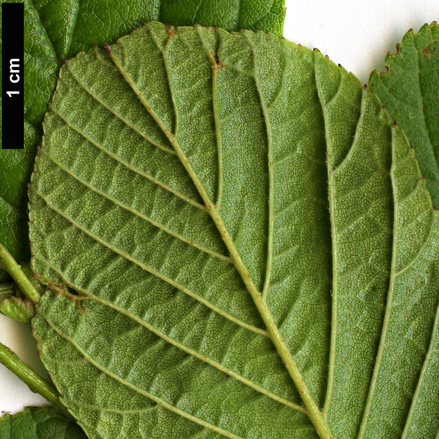 High resolution image: Family: Betulaceae - Genus: Alnus - Taxon: serrulatoides