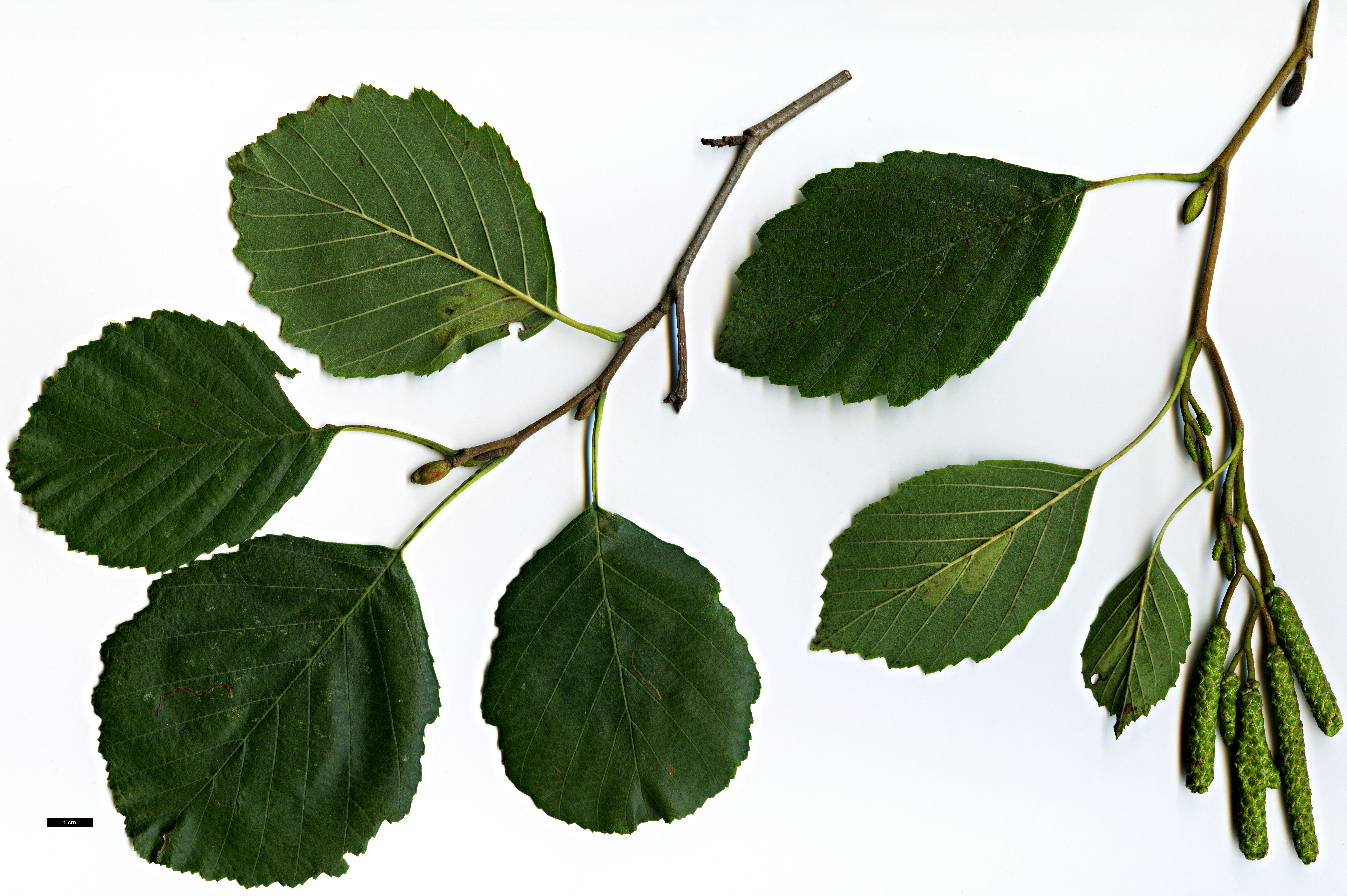 High resolution image: Family: Betulaceae - Genus: Alnus - Taxon: ×hybrida (A.glutinosa × A.incana)