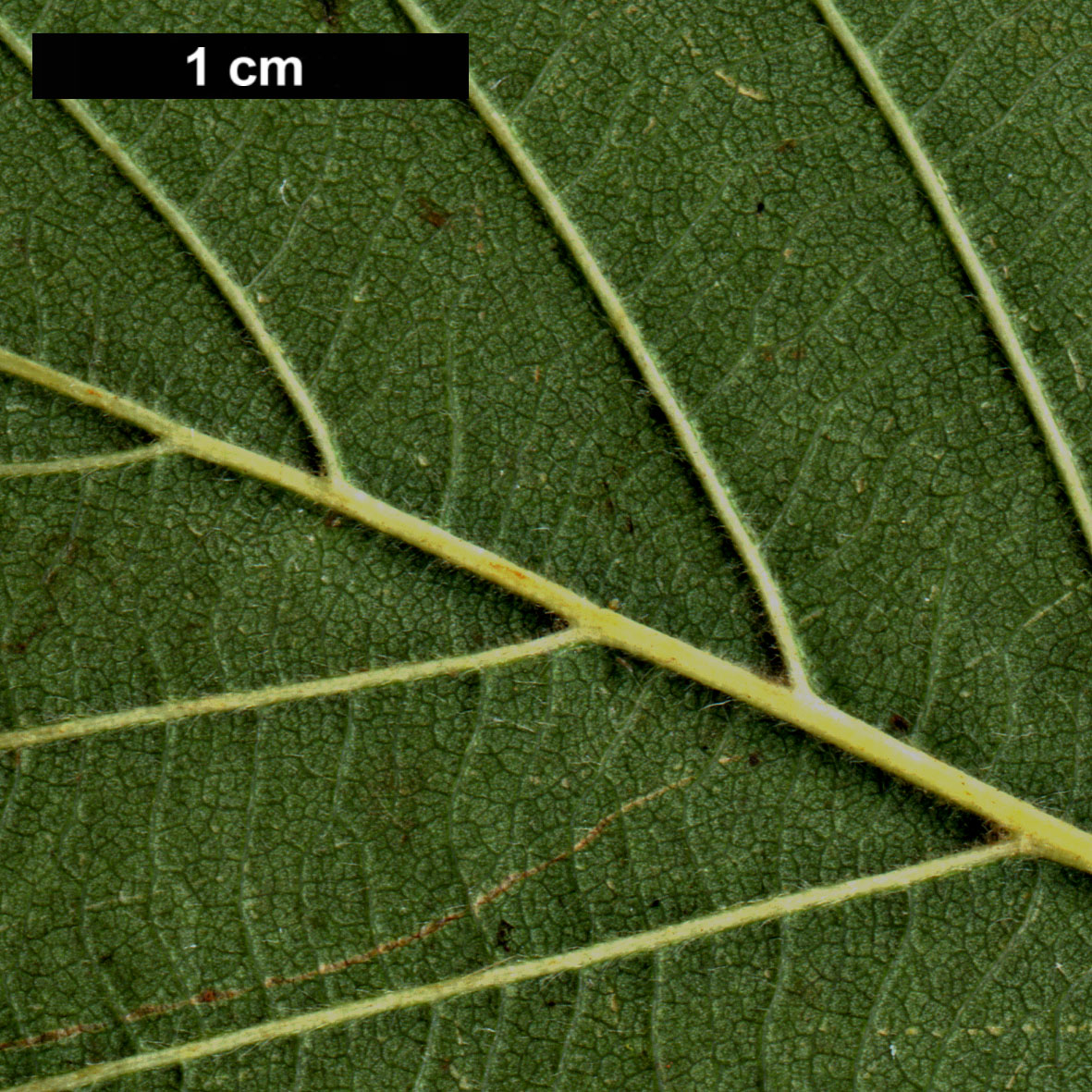 High resolution image: Family: Betulaceae - Genus: Alnus - Taxon: ×hybrida (A.glutinosa × A.incana) High resolution image: Family: Betulaceae - Genus: Alnus - Taxon: ×hybrida (A.glutinosa × A.incana)