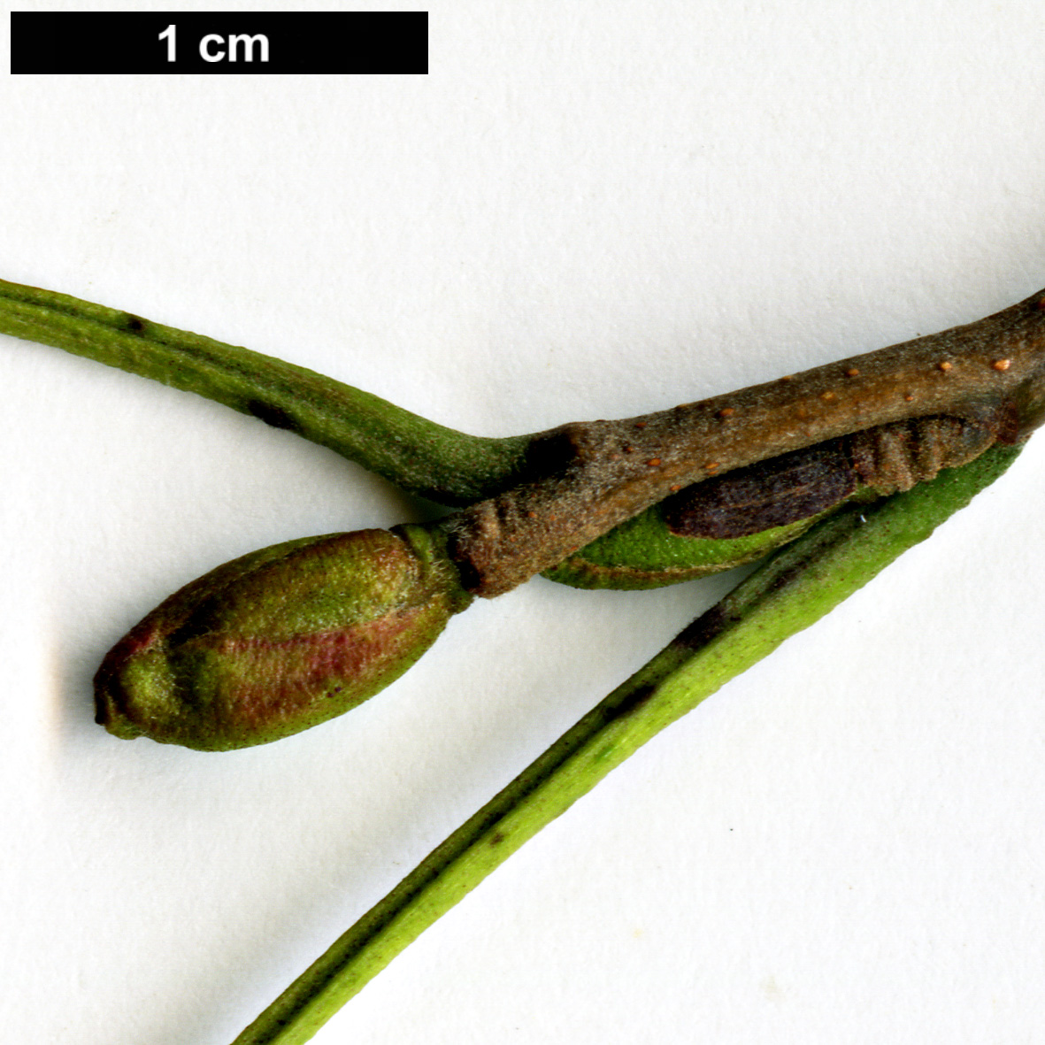 High resolution image: Family: Betulaceae - Genus: Alnus - Taxon: ×hybrida (A.glutinosa × A.incana) High resolution image: Family: Betulaceae - Genus: Alnus - Taxon: ×hybrida (A.glutinosa × A.incana)