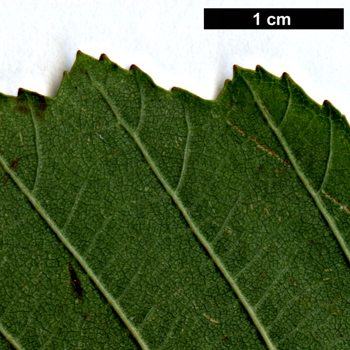 High resolution image: Family: Betulaceae - Genus: Alnus - Taxon: ×hybrida (A.glutinosa × A.incana)