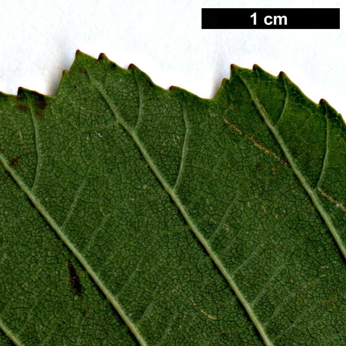 High resolution image: Family: Betulaceae - Genus: Alnus - Taxon: ×hybrida (A.glutinosa × A.incana) High resolution image: Family: Betulaceae - Genus: Alnus - Taxon: ×hybrida (A.glutinosa × A.incana)