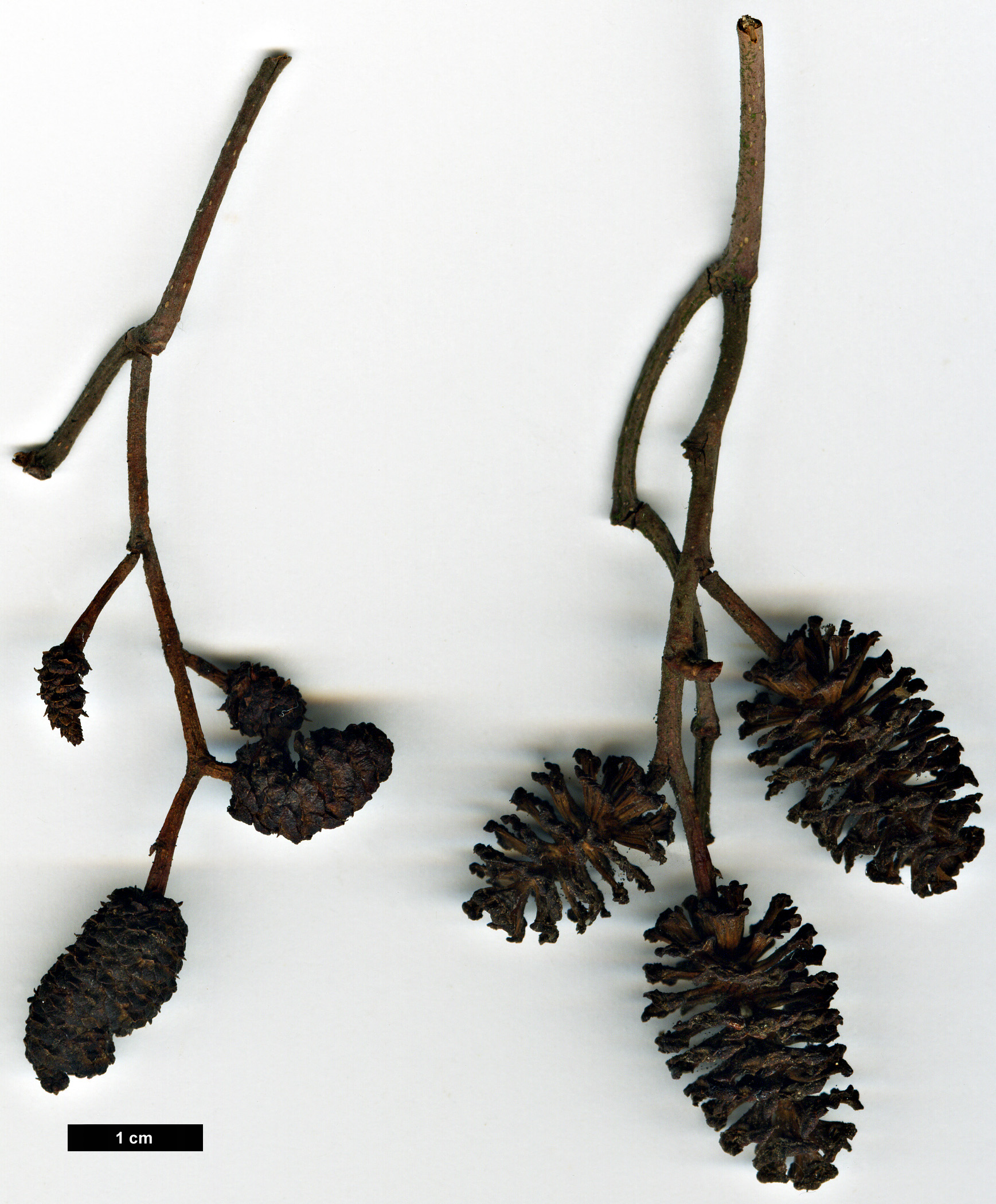 High resolution image: Family: Betulaceae - Genus: Alnus - Taxon: ×hybrida (A.glutinosa × A.incana) High resolution image: Family: Betulaceae - Genus: Alnus - Taxon: ×hybrida (A.glutinosa × A.incana)